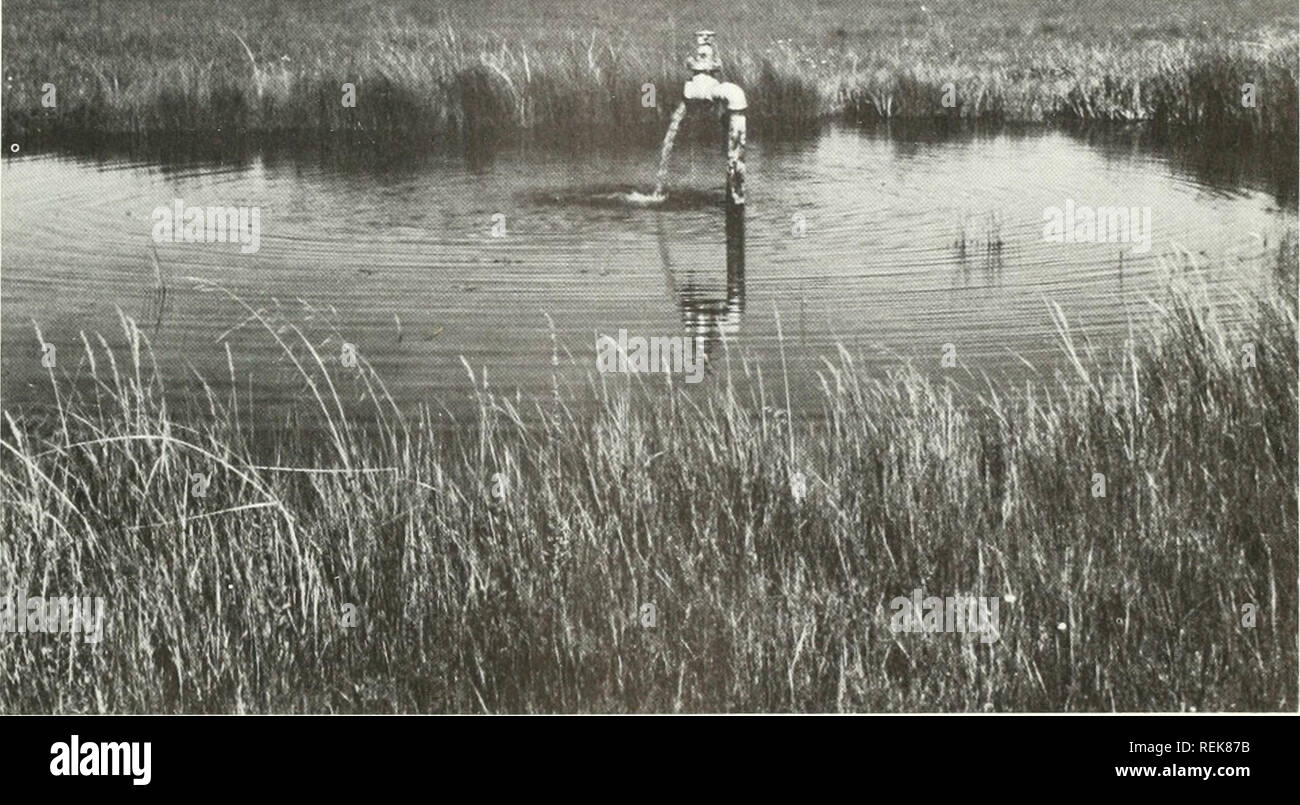 . Classification of wetlands and deepwater habitats of the United States. Wetlands -- United States; Wetland ecology -- United States; Aquatic ecology -- United States. 93 4M. Plate 46.—Classification: SYSTEM Palustrine, CLASS Emergent Wetland, SUBCLASS Persistent, water regime Seasonally Flooded, water CHEMISTRY Mixosaline, soil Mineral. The dominant plants are sedge (Carex spp.), bulrush {Scirpus spp.), rush IJuncus spp.), and foxtail (Alopecurus aequalis). This wetland is typical of irrigated hay in the West. Water mav be diverted from rivers or may be from artesian wells as in this plate.  Stock Photo