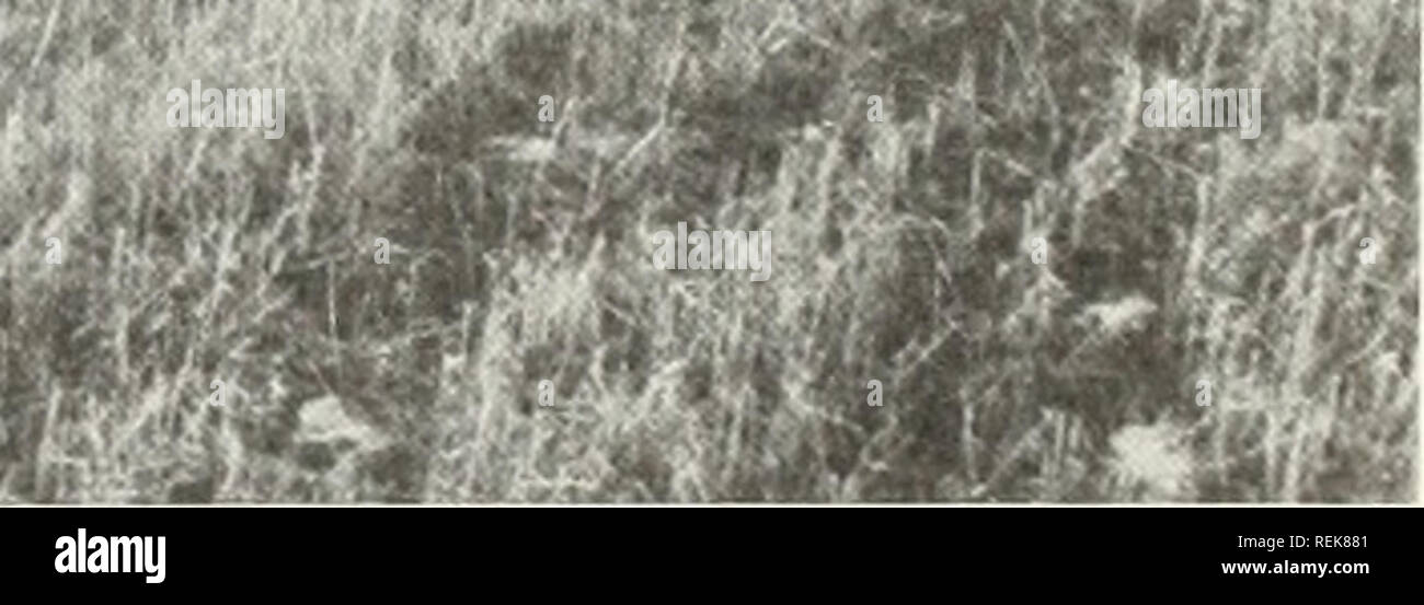 Kantrud hi res stock photography - Classification Of Wetlands And Deepwater Habitats Of The United States Wetlands United States Wetland Ecology United States Aquatic Ecology United States 89 M Ettffixhi Plate 42classification System Palustrine Class Emergent Wetland Subclass Persistent Water Regime Temporarily Flooded Water Chemistry Oligosaline Soil Mineral Special Modifier Farmed All Natural Vegetation In This Wetland Has Been Removed And Water Stands In Stubble From The Previous Years Wheat Crop Stutsman County North Dakota March 1967 Photo Courtesy Of H A Kantrud Please Note That These REK881 