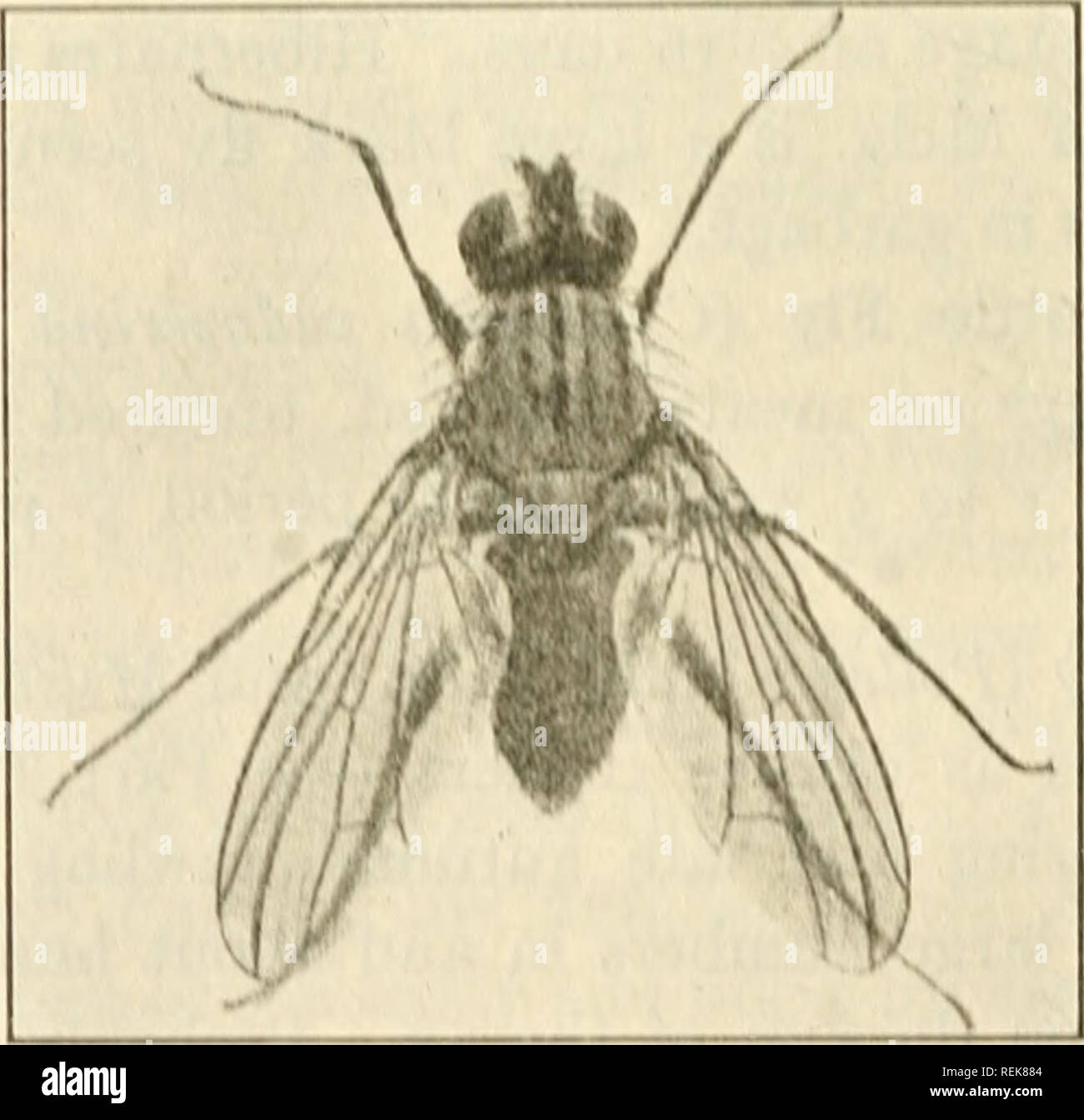 . Class book of economic entomology. Insects, Injurious and beneficial. [from old catalog]; Insects; Insects. 274 iicoNoMU' i;n lOMOl.OC.Y lÂ»l;i( kisli, rnllu 1 hro.id hands on hark ol&quot; (horax and a dark siripc alon^ hai k (&gt;r ahdoiucn; a iiiinihci ol&quot; slilT hairs on hody and Ic^^s; cyrs iimI- *  i^ 1 %. I''n.. I'/S- Male el llu- f.ibliar.i&quot; i&quot;&quot;i&gt;l inar.f.ot. Hv. I'liiIarjM'tl alxuil, .{ I.imcs. (1'IhUo by J. v. Witil.viCitilli. Mli-r iiih.siHi untl Tichi-nu-, Unl. i.'., I'.nt. I&gt;r. l)&lt;pl. Auric. OUauHi.). ^n',. I7f). Iâ â¢â¢ I'^-nlarKi'tl aboul. .i I ii Stock Photo