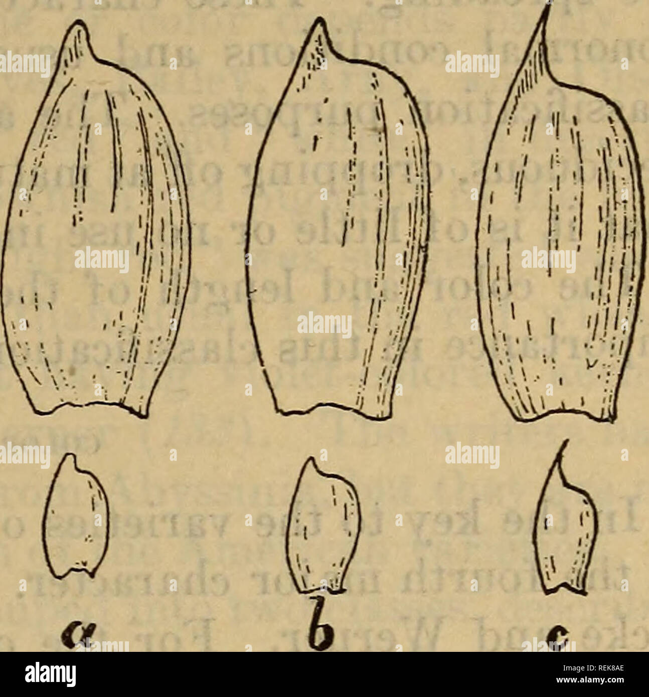 . Classification of American wheat varieties. Wheat; Wheat. Fig. 7.—Beak widths: a, Narrow ; 6, midwide; o, wide. (Natural size and enlarged 3 diameters.). Fig. 8.—Beak shapes: a, Obtuse; t, acute; cv, acuminate. (Natural size and enlarged 3 diameters.) Acute beaks come to a point at the apex. Acuminate beaks are nar- rowly and very sharply pointed. All awned spikes have acuminate beaks. These shapes are shown in Figure 8. LENGTH OF THE BEAK. Beak lengths are quite variable, especially in the awned varieties, and are considerably influenced by environment. In general, condi- tions which increa Stock Photo