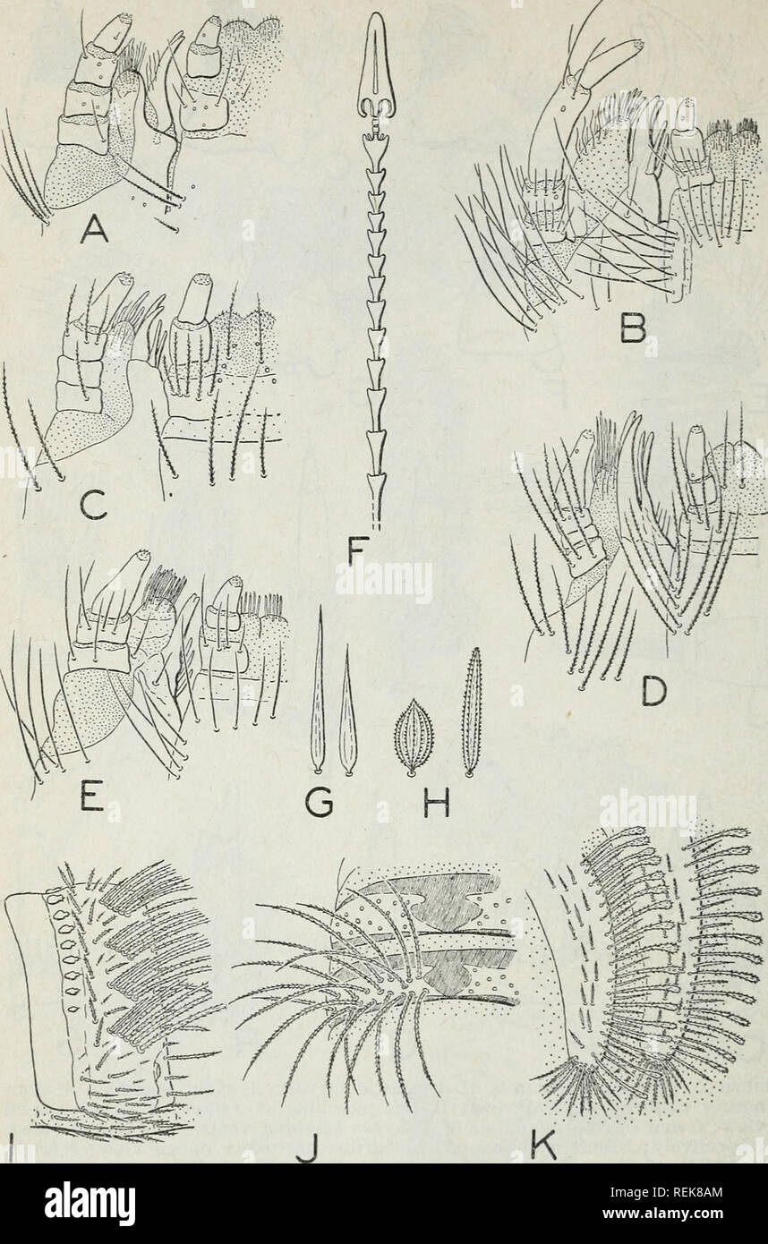. Classification of the Dermestidae (larder, hide, and carpet beetles) based on larval characters : with a key to the North American genera. Dermestidae; Beetles. 16 MISC. PUBLICATION 511, TJ. S. DEPT. OF AGRICULTURE. Figure 3.—Maxilla and labium of larvae of (A) Dermestes vulpinus, (B) Atta- genus piceus, (G) Apscctus hispidus, (D) Thylodrias contractus, and (E) Trogoderma versicolor; hastiseta of larva of (F) Trogoderma ornata; setae of larvae of (G) Attagenus piceus and (H) Novelsis hornU; sixth abdominal segment of larvae of (/) Dermestes vulpinus; abdominal segments of larvae of (J) Apscc Stock Photo