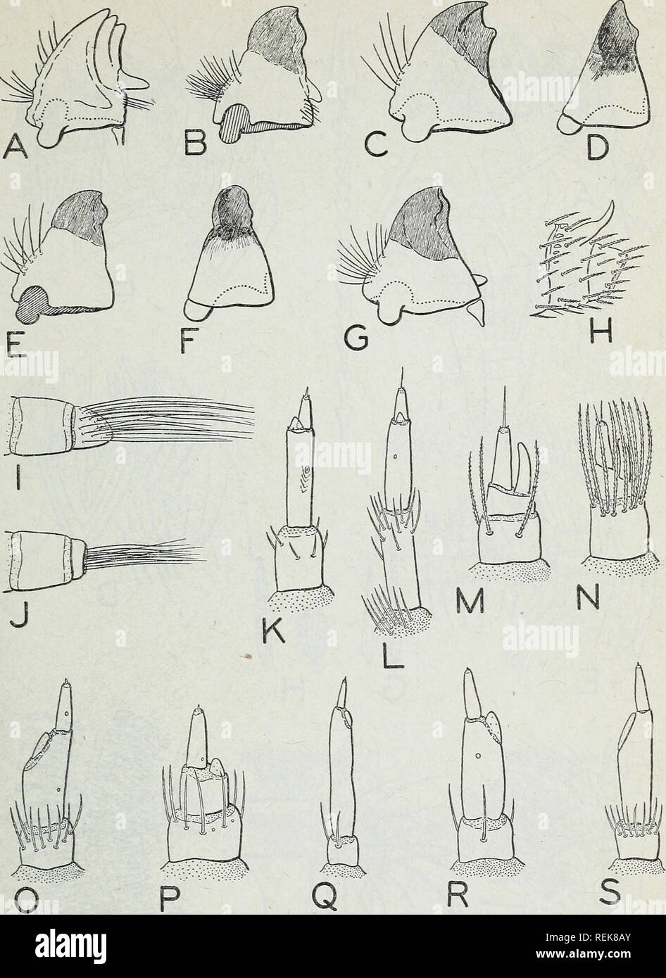 . Classification of the Dermestidae (larder, hide, and carpet beetles) based on larval characters : with a key to the North American genera. Dermestidae; Beetles. CLASSIFICATION OF THE DERMESTIDAE 15-. Figure 2.—Anatomical details of dermestid larvae: A, right mandible of Der- mestes vulpinus, ventral view; B, left mandible of Attagenus picens, dorsal view; C and D, right mandible of Apsectus hispidus, ventral and buccal views, respectively; E, left mandible of Tliylodrias contractus, dorsal view; F, right mandible of T. contractus, buccal view; G, right mandible of Trogoderma versicolor, vent Stock Photo