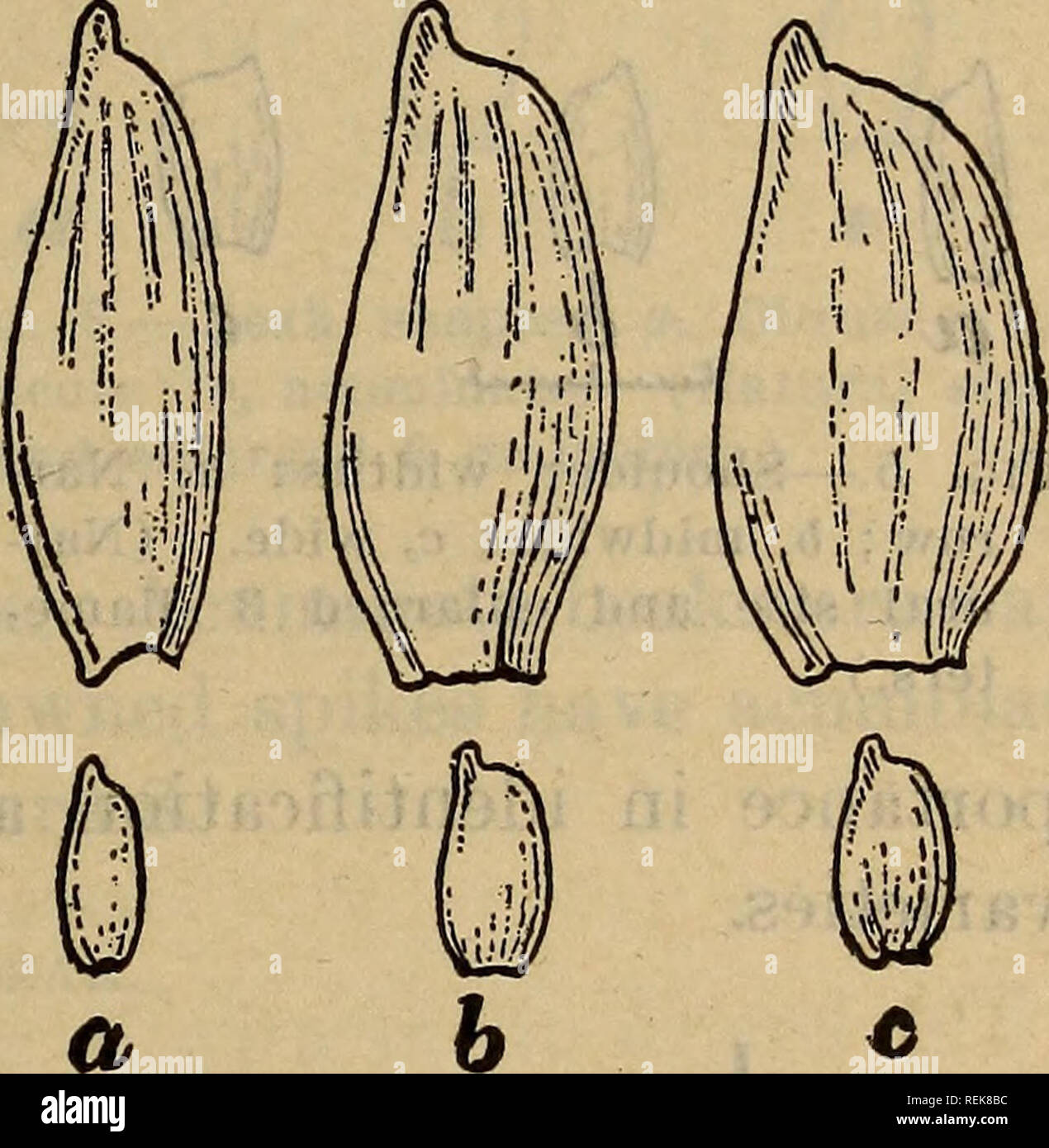 . Classification of American wheat varieties. Wheat; Wheat. CLASSIFICATION OF AMEKICAN WHEAT VARIETIES. 35 longer than the lemmas and is separated from the other species prin- cipally on this distinction. The length of the glume is here de- scribed as short, midlong, or long. Heuze (112) and Scofield (173) used essentially these same terms. Most varieties of wheat have midlong glumes. A few varieties, however, are distinct in having either short or long glumes. Short glumes may have lengths vary- ing from: 6 to 10 mm. Midlong glumes may vary from 8.5 to 12.5 mm., and long glumes from 11 to 15  Stock Photo