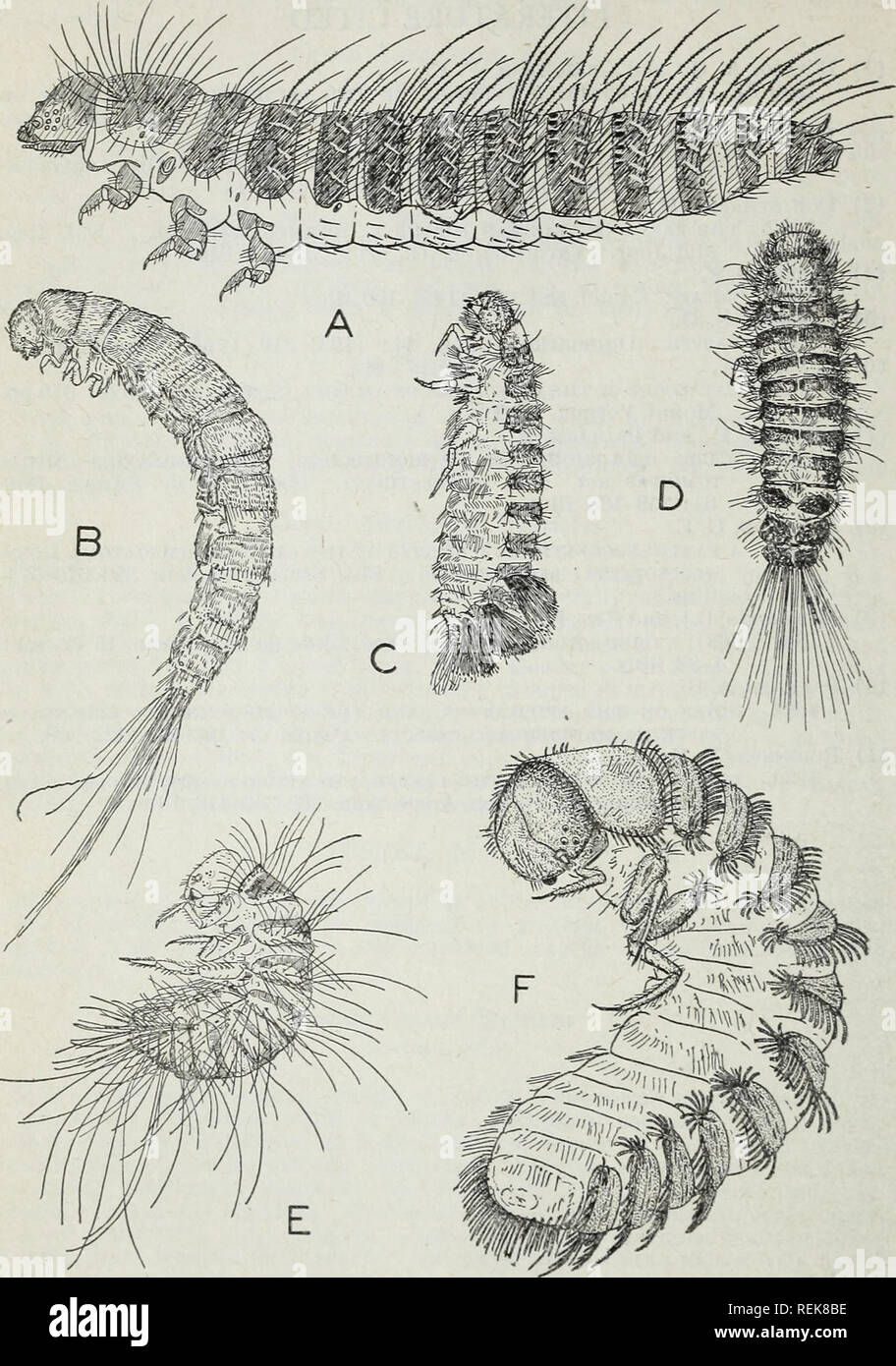 . Classification of the Dermestidae (larder, hide, and carpet beetles) based on larval characters : with a key to the North American genera. Dermestidae; Beetles. 14 MISC. PUBLICATION 511, U. S. DEPT. OF AGRICULTURE ILLUSTRATIONS. Figuke 1.—Larvae of (A) Dermestes vulpinus, (B) Attagenus piceus, (C) Anthrenus veroasci, (D) Trogoderma ornata, (E) Apsectus hispidus, and (F) Thylodrias contractus. (Drawing A by author; B, C, D, E, and F by Boving.). Please note that these images are extracted from scanned page images that may have been digitally enhanced for readability - coloration and appearanc Stock Photo