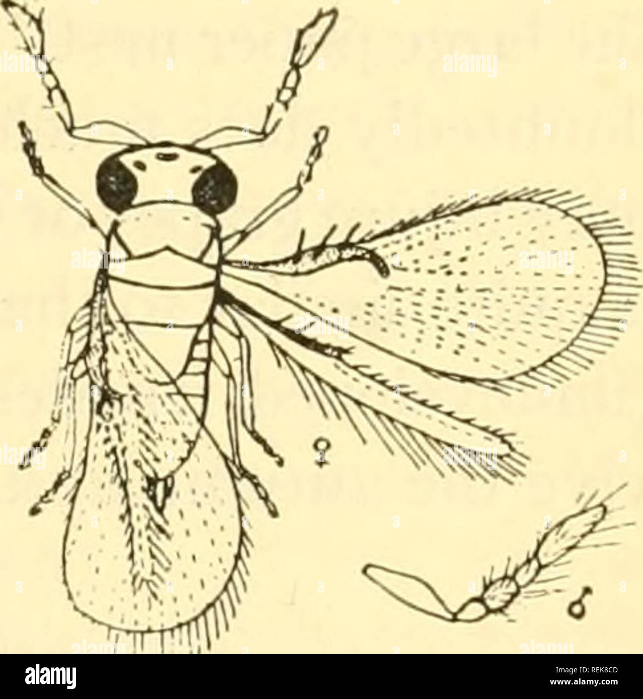 . Class book of economic entomology, with special reference to the economic insects of the northern United States and Canada. Beneficial insects; Insect pests; Insects; Insects. CLASSIFICATION AND DESCRIPTION OF COMMON INSECTS 355 B. Pronotal spot minute.—hordei. BB. Pronotal spot large, distinct. C. Second abdominal segment longer than fourth and fifth together.— secale. CC. Second abdominal segment shorter than fourth and fifth together. —tritici. Apple Seed Chalcid {Syntomaspis druparum Boh.).—An introduced insect from Europe. Weil distributed in the Northern States. Causes deformities and  Stock Photo