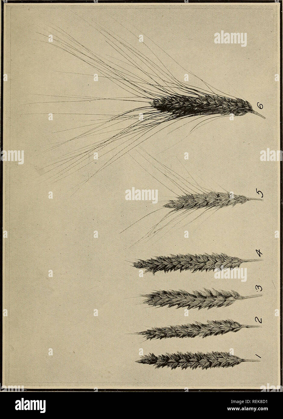 Classification Of American Wheat Varieties Wheat Wheat Bui 1074 U S Dept Of Agriculture Plate Iv O A Z H Uj A C3 C3 A G 03 Amp H Quot 3 Amp A