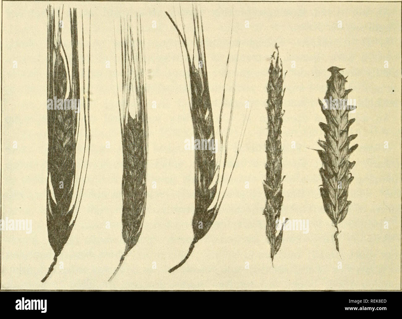 . A classification of the cultivated varieties of barley ... Barley. 444 Roy Glen Wiggans and from H. distichon by a great reduction in the structures of the side spikelets. The side spikelets of H. deficiens (fig. 72) not only are sterile, but also are reduced in all the floral parts to a much greater extent than in H. distichon. In some cases alj that remains in evidence of a side spikelet is one outer glume. Neither pistil nor stamers are ever present.. ABC D E Fig. 72. various types of hordeum deficiens A, Selection G21; B, Russian Courland; C, S. P. I. 41155; D, Selection 626; E, Selectio Stock Photo
