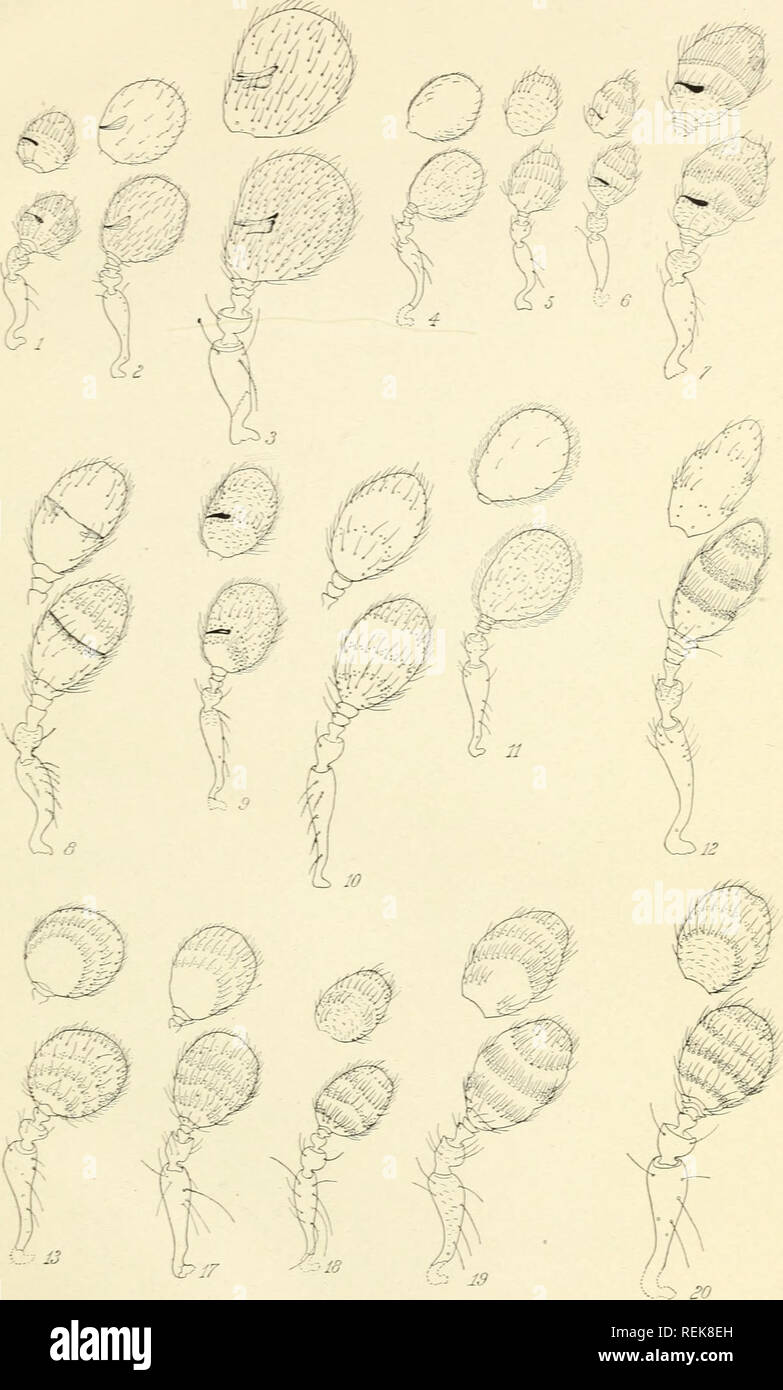 . Classification of the Cryphalinae with descriptions of new genera and species. Entomology. Report 99 0&quot;ice o^ Sece-tary. U. S. Dept. of Agriculture. Plate I.. Typical Antenn/e of Genera of the Cryphalin&gt;e. Fig l.âCosmockres schwarzi. Fig. 2.âHypf,ihenoifhs parvus. Fig. sâ&lt; .^tepJioiwderes) Cry- phalopwrphii.7.âStephanoderes chapumi. Fig; S âProcruphahi^ ^?ff â J^^-^-^'''}opondestnabi. Â¥iGf[o.âEnioporm tiliae. Fig. Il.âStephmwrjmpalus nuJodori iiGlT.â Trypophlwu^ hinodulm. Â¥iG/13.âMarqadiUimmarpadilannu. Fig. Jr.â j^icryphalus henshmri. Fig. ^S.âPiperius pini. FJG.w'.âCn/phalKsa Stock Photo