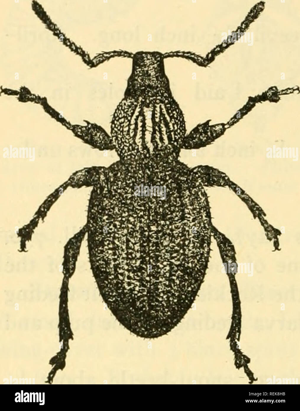 . Class book of economic entomology, with special reference to the economic insects of the northern United States and Canada. Beneficial insects; Insect pests; Insects; Insects. 33^ ECONOMIC ENTOMOLOGY OTIORHYNCHIDiE (SCARRED SNOUT-BEETLES) Strawberry Root Weevil (Otiorhynchus ovatus Linn.).—Adult. A small brownish-black snout-beetle; 3-^ inch long. June and August- September (Fig. 217). Eggs.—Female lays about 50 eggs in 4 to 15 days in the soil. Hatch in 21 days. End of June to end of August.. Please note that these images are extracted from scanned page images that may have been digitally e Stock Photo