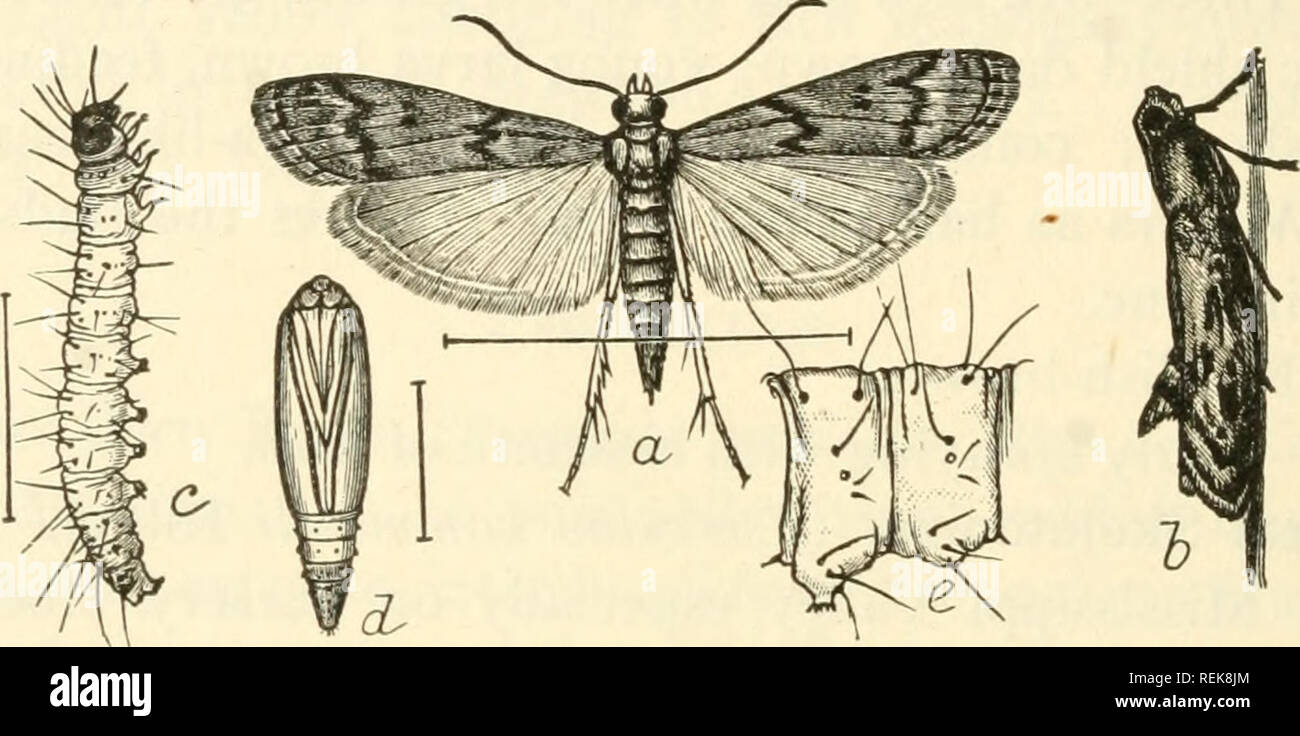 . Class book of economic entomology. Insects, Injurious and beneficial. [from old catalog]; Insects; Insects. 214 ECONOMIC ENTOMOLOGY matting the flour together and causing much damage. Full grown in 40 days. Pupa.—Formed in a cocoon; duration 11 days; cyHndrical, reddish- brown above and Hghter below; a cluster of small booklets at tip of abdomen. Control.—Fumigate with carbon bisulphide, carbon tetrachloride or hydrocyanic acid gas; or better still raise room to high temperature of 120-130° for 6 hours.. Fig. 133.—Mediterranean flour moth {Ephestia kuehniella): a, moth; b, same from side, re Stock Photo