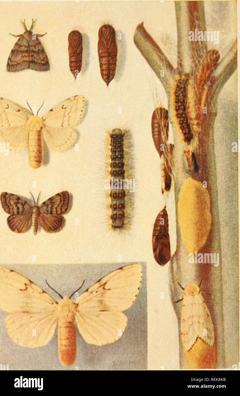 . Class book of economic entomology. Insects, Injurious and beneficial. [from old catalog]; Insects; Insects. Pig 131. -Different stages uf the yipsy moth (Porthetria dispar) Egg mass on center of twig; female moth ovipositing just below; female moth, Japanese variety, lower left; male moth immediately above; female moth immediately above; male moth with wings folded in upper left; male chrysalis at right of this; temale chrysahs again at right; larva at center. All slightly reduced. (After HoivaM and Fiske.). Please note that these images are extracted from scanned page images that may have b Stock Photo