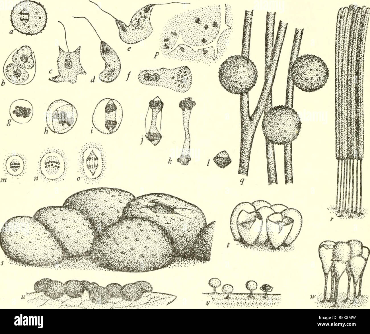. The classification of lower organisms. Biology. 176] The Classification of Lower Organisms Family 9. Margaritida [Margaritidae] Doflein 1909. Order Margaritaceae Lister op. cit. 202. Family Dianemaceae Macbride N. Am. Slime Molds ed. 2: 237 (1922). Sporangia with pale or yellow spores and a capillitium of smooth threads attached at both ends. Dianema, Margarita. Family 10. Perichaenacea [Perichaenaceae] (Rostafinski) Lankester 1. c. Tribe Perichaenaceae Rostafinski op. cit. 15. Sporangia with pale or yellow spores and a capillitium of unattached smooth threads. Perichaena, Ophiotheca. Family Stock Photo