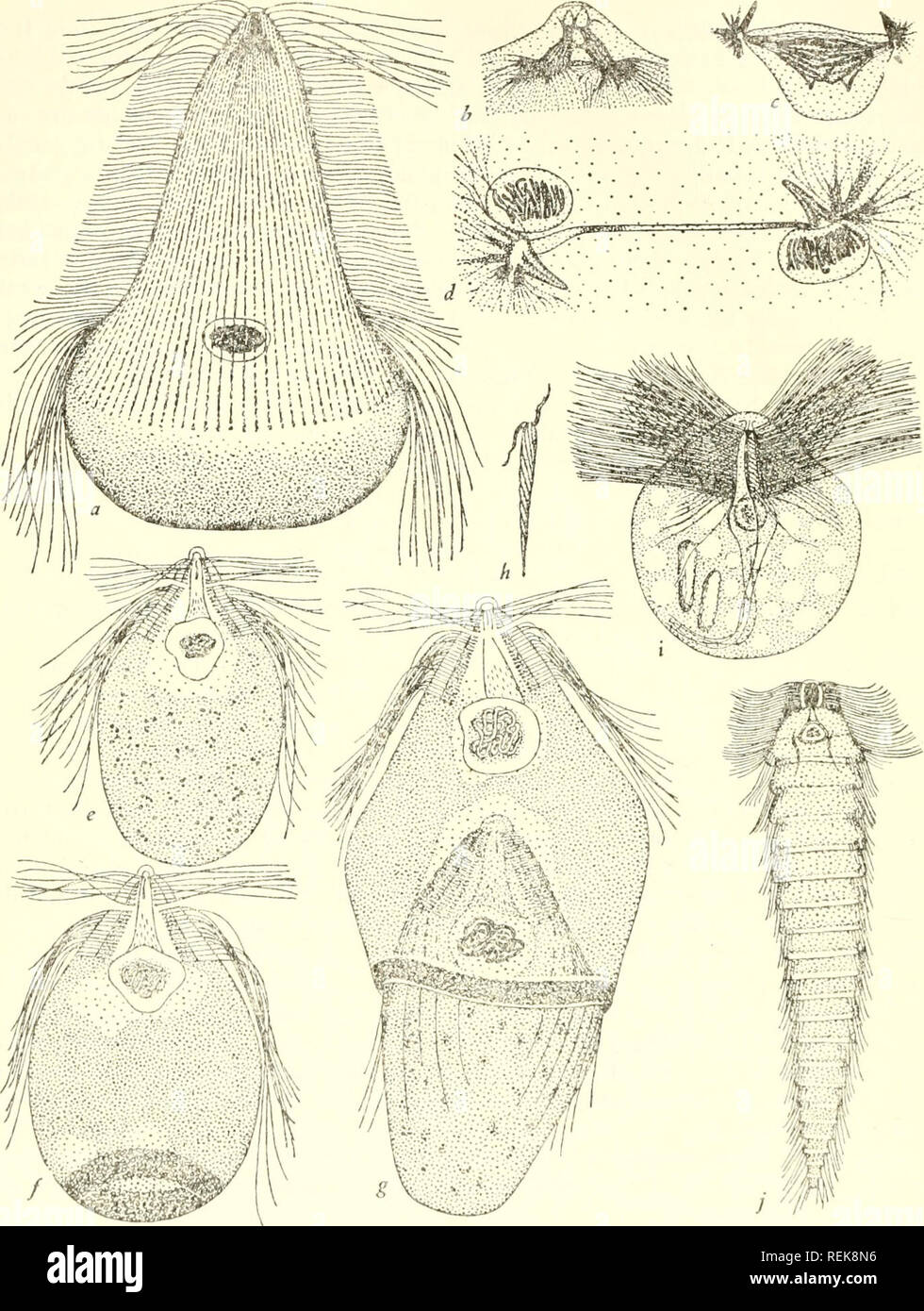 . The classification of lower organisms. Biology. 170] The Classification of Lower Organisms. Fig. 32.—Hypermastigina : a-d, Trichonympha Campanula after Kofoid &amp; Swezy (1919); a, cell x 250; b, division of centroblcpharoplast and formation of paradesmose, and c and d, earlier and later stages of mitosis x 500. e, f, g, Sperm, egg, and fertilization of Trichonympha sp. from the roach Cryptocercus after Cleve- land (1948). h, Hoplonympha Natator x 250 after Light (1926). i, Staurojoenina assimilis x 250 after Kirby (1926). j, Tcratonympha mirabilis after Koidzumi (1921).. Please note that t Stock Photo