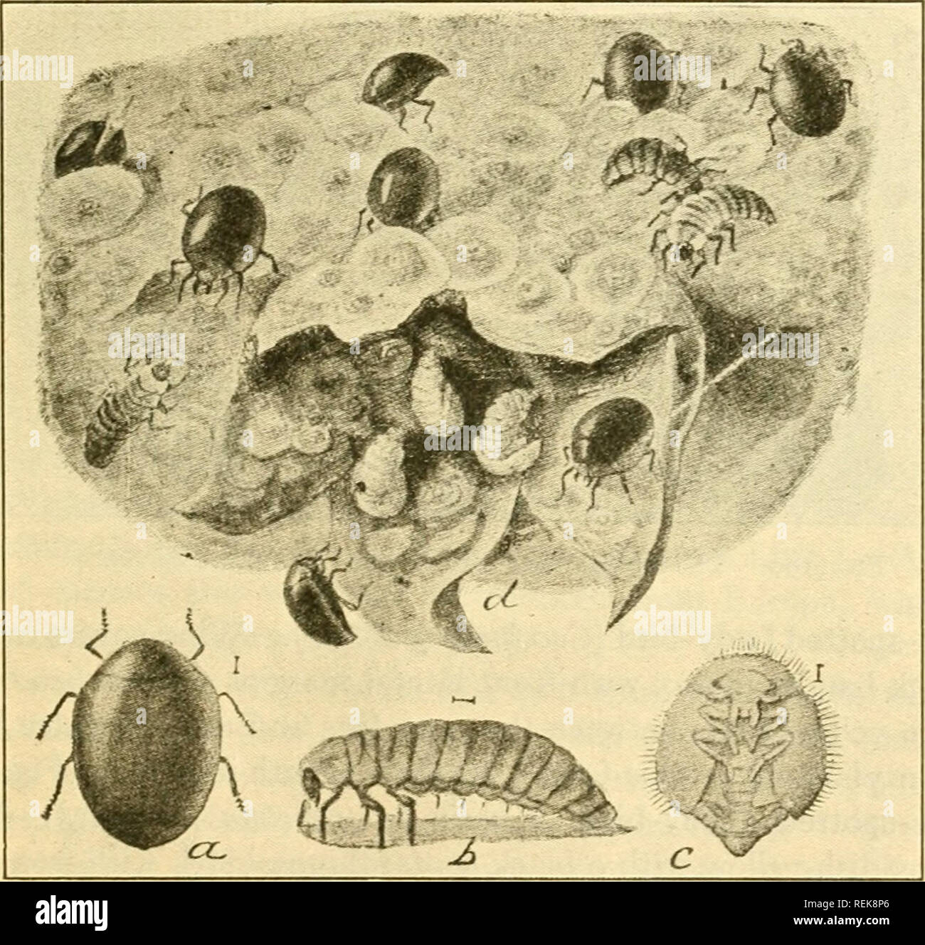 . Class book of economic entomology, with special reference to the economic insects of the northern United States and Canada. Beneficial insects; Insect pests; Insects; Insects. Fig. 188.—Lady-bird beetles: a. a 2-spotted lady-beetle (Adalia bipunctata); b, the convergent lady-beetle {Hippodamia convergens); c, the g-spotted lady- beetle (Coccinella g-notata); d, twice-stabbed lady-bird (Chilocorus bivulnertis); e, the 5-spotted lady-beetle (C s-notata). (After Briilon.). Fig. 189.—Penlilia misella LeC: a, beetle; h, larva; c, pupa; d, blossom end of scale infested pear, showing beetles and th Stock Photo