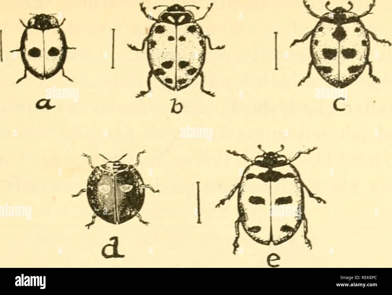 . Class book of economic entomology, with special reference to the economic insects of the northern United States and Canada. Beneficial insects; Insect pests; Insects; Insects. CLASSIFICATION AND DESCRIPTION OF COMMON INSECTS 289. Fig. 188.—Lady-bird beetles: a. a 2-spotted lady-beetle (Adalia bipunctata); b, the convergent lady-beetle {Hippodamia convergens); c, the g-spotted lady- beetle (Coccinella g-notata); d, twice-stabbed lady-bird (Chilocorus bivulnertis); e, the 5-spotted lady-beetle (C s-notata). (After Briilon.). Please note that these images are extracted from scanned page images Stock Photo