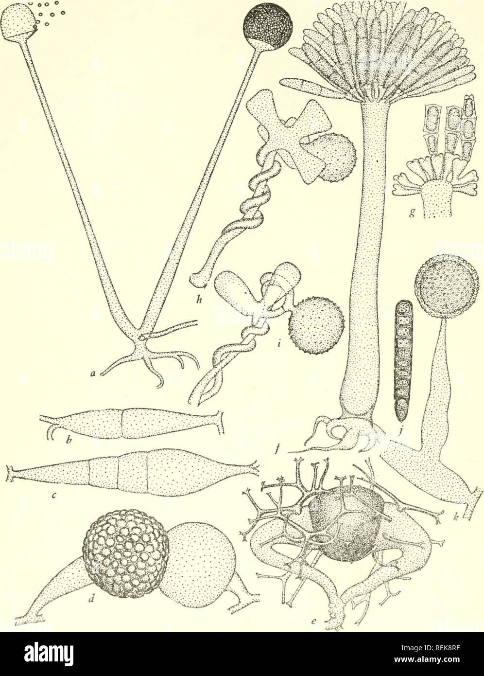 . The classification of lower organisms. Biology. 122] 'I'hc Classification of Lower Organisms. Fig. 24.—Zygomycetes: a-d, Rhizopus nigricans; a, sporangia x 50; b-d, prega- mctes, suspensors and gametes, and zygote x 200. e. Zygote of Phycomyccs nitens after Blakeslcc (1904). f, g, Conidiophore with young conidia, and mature conidia, of Syncephalis pycnosperma after Thaxtcr (1897). h, i, Conjugation of Synce- phalis nodosa after Thaxter, op. cit. j, Sporangium of Synccphalastrum raccmosum after Thaxter, op. cit. k, Sporangium of Flaplospoiangium lignicola after Martin (1937), x 1,000.. Please Stock Photo