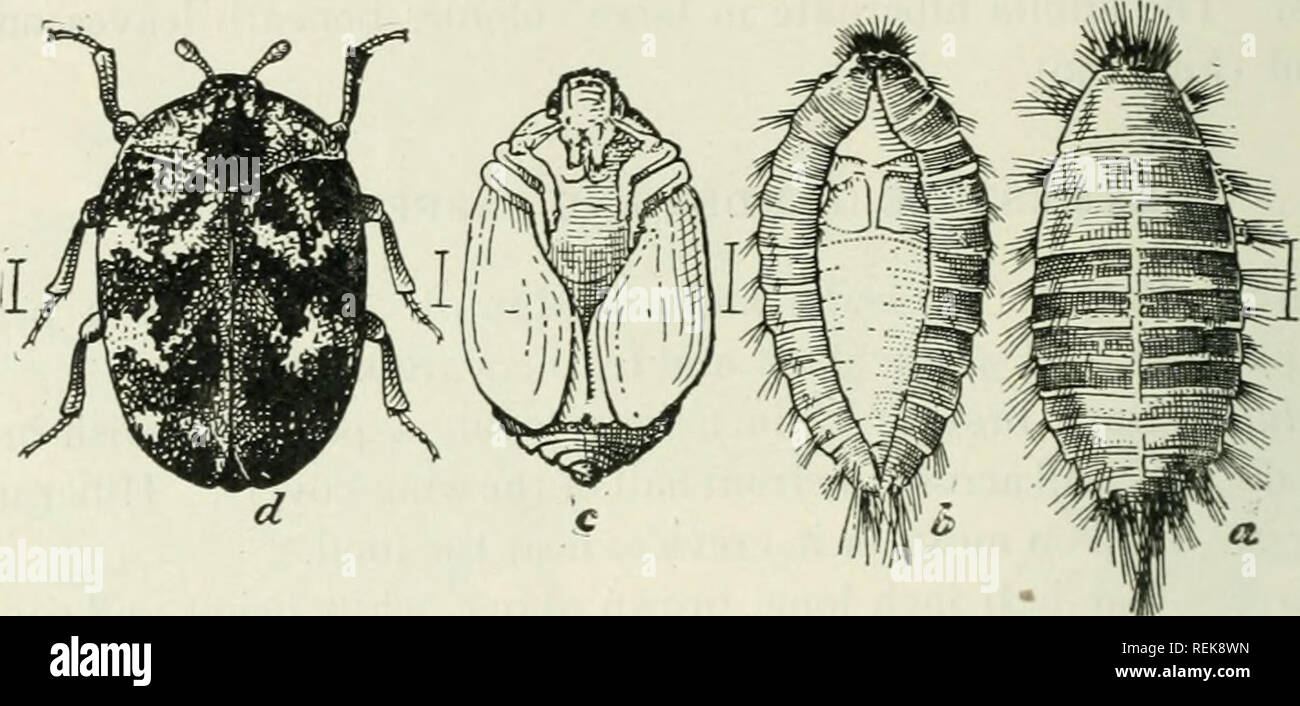 . Class book of economic entomology, with special reference to the economic insects of the northern United States and Canada. Beneficial insects; Insect pests; Insects; Insects. 292 ECONOMIC ENTOMOLOGY rapidly, but may be retarded by cold weather or by lack of food. Normally six moults; feeds on woolens. Pupa.—Yellowish, formed within a larval skin. Control.—Use rugs; remove and beat the carpets, and spray them with gasoline; scrub the floors with soap and water; spray floors with gasoline, and fill the cracks with putty. Black Carpet Beetle {Attagenus piceus Oliv.).—Introduced from Europe. In Stock Photo