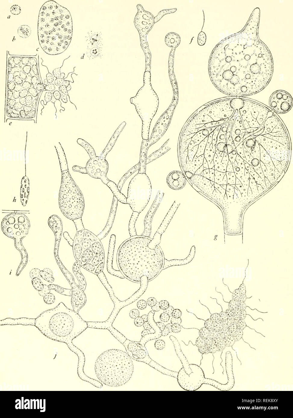 . The classification of lower organisms. Biology. 70] The Classification of Lower Organisms. Fig. 12.—Hyphochytrialea: a-e^ Anisolpidium Ectocarpii; a-c, individuals de- veloping in cells of Ectocarpus; d, mitotic figures x 2,000; e^ cell of Ectocarpus filled by a mature individual discharging spores, f, g, Rhizidiomyccs apuphysatus; f, zoo- spore; g, oogonium of Achlya parasitized by three individuals, h, i, j^ llyphochy- trium catenoides; h, zoospore; i, young individual; j, mature individual with fila- ments, sporangia, and zoospores in various stages of development. All after Karling (1943 Stock Photo