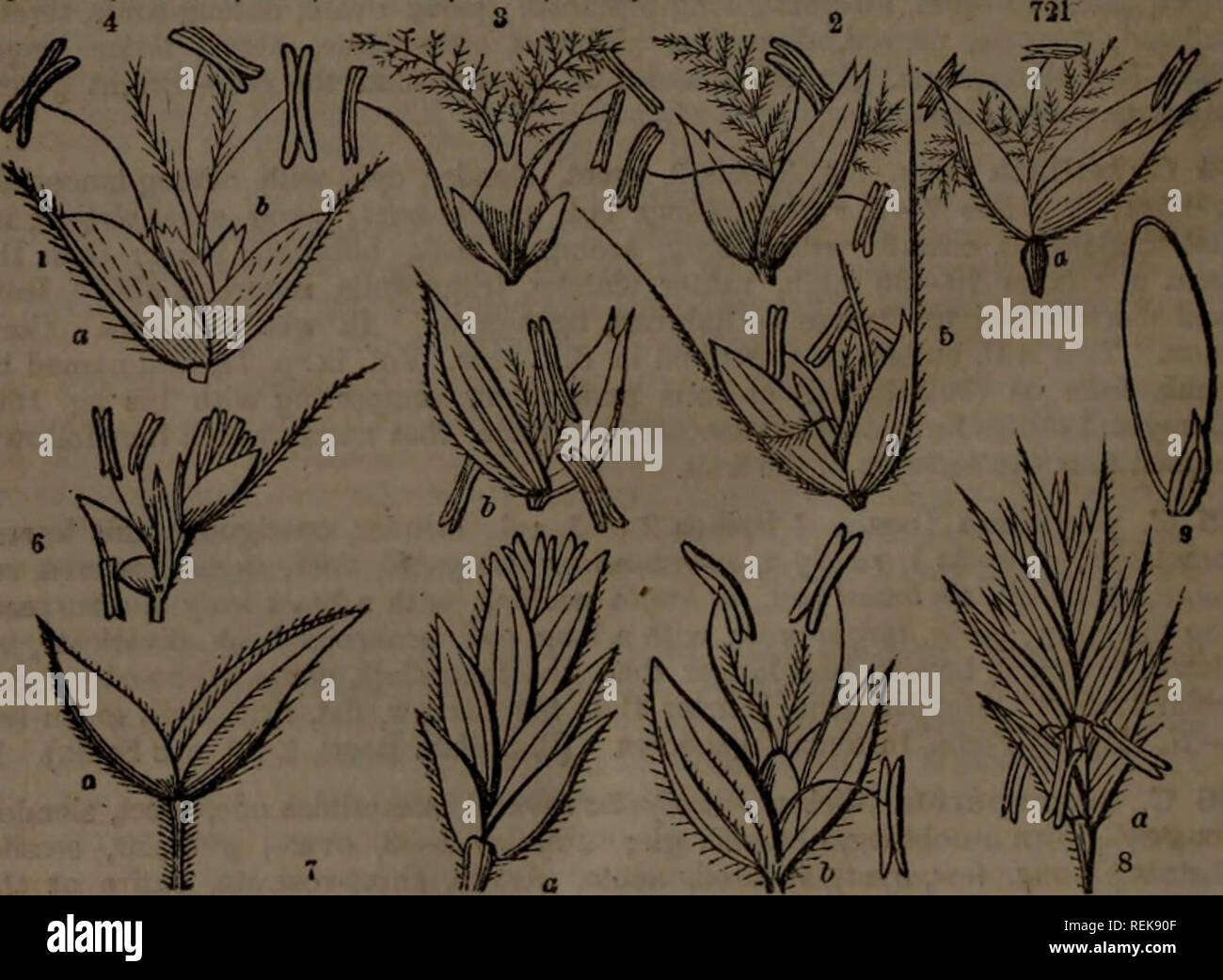 . Class-book of botany : being outlines of the structure, physiology and classification of plants : with a flora of the United States and Canada. Botany; Botany; Botany. no Order 15C—GRAMINK.'E. Order CLVI. GRAMINEvE. Grasses. Serbs, rarely woody or arborescent, with (mostly) hollow, jointed culms; with leaves alternate, distychous, on tubular sheaths split down to the nodes, and a litfuia (stipules) of membranous texture where the leaf joins the sheath. Flovxrs in little apikolots of 1 or several, with glumes distychously arranged, and collected into spike3, racemes or panicles. Glumes, the l Stock Photo