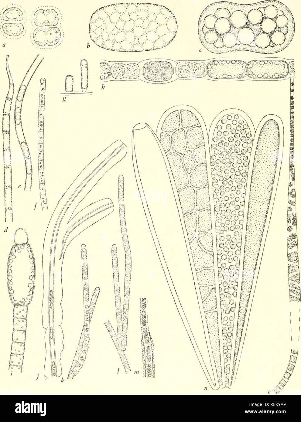 . The classification of lower organisms. Biology. 32] The Classification of Lower Organisms. Fig. 4.—Coccogonea: a, Chroococcus sp.; b, C, Achromatiuni oxalijerum. Gloio- phycea: d, Oscillatoria splendida; e, Phormidium sp.; f, Beggiatoa sp.; g, Chamae- siphon incrustans; h, Anabaena inacqualis; , Cylidrospcrmum majus; j, Chlarnydo- thrix ochracea; k, 1, m, Clonothrix fusca after Kolk (1938); n, Dermocarpa protea after Setchell and Gardner (1919); o, Crenothrix polyspora after Kolk (1938). All X 1,000.. Please note that these images are extracted from scanned page images that may have been di Stock Photo