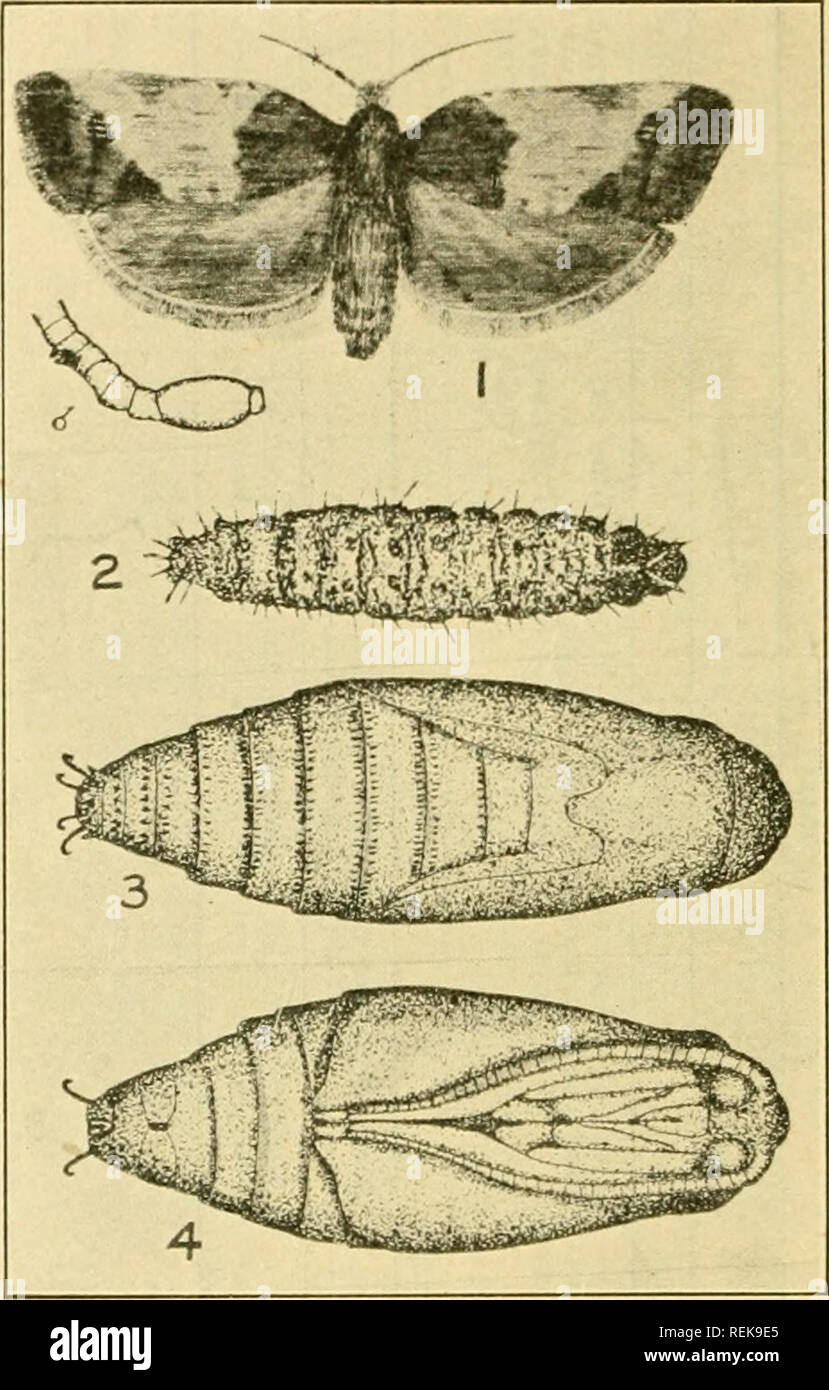 . Class book of economic entomology, with special reference to the