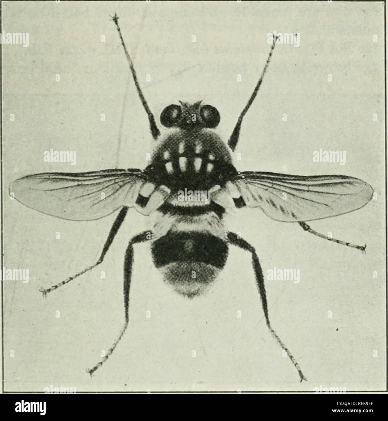 Warble fly canada hires stock photography and images Alamy