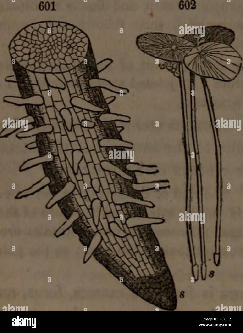 . Class-book of botany : being outlines of the structure, physiology and classification of plants : with a flora of the United States and Canada. Botany; Botany; Botany. 599, Various kinds of vessels in a wood- fiber of Bamboo or Rattan, a, Cells of paren- chyma; b, annular cells; c, spiral vessels; d, porous duct; e, wood-cells. 600, Section of an Acrogenons stem of Tree- Fern (Cyathea), showing the vascular bundles imbedded near the circumference of the cel- lular mass. 722. Thallogens are the lowest in the scale of rank, having no true axis and no other tissue than parenchyma, which grows i Stock Photo