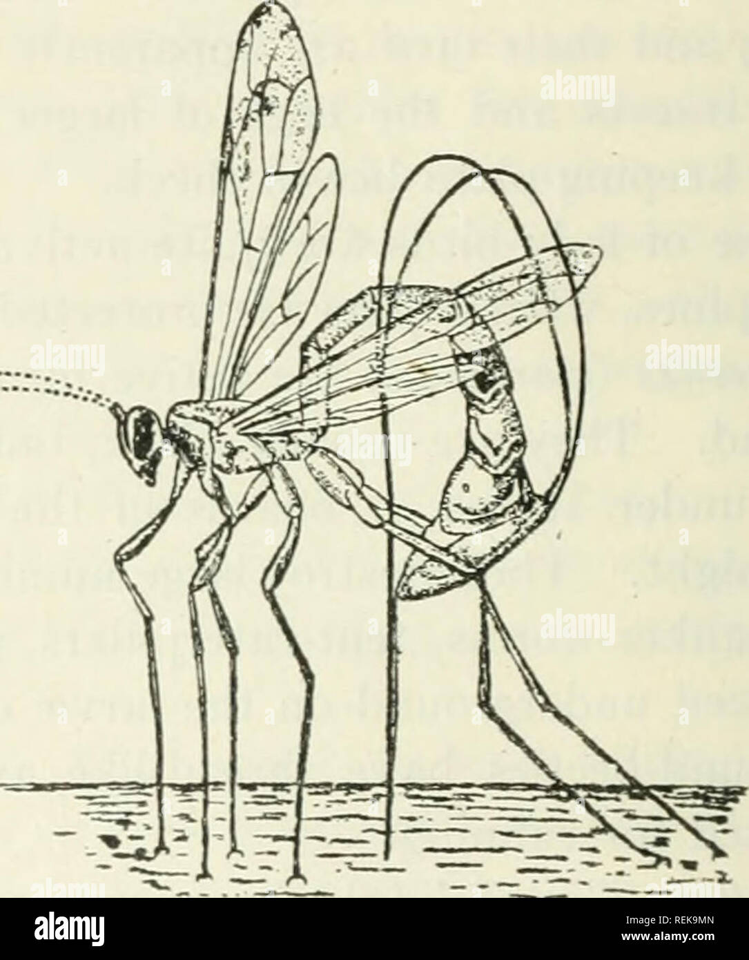 . Class book of economic entomology, with special reference to the economic insects of the northern United States and Canada. Beneficial insects; Insect pests; Insects; Insects. 42 ECONOMIC ENTOMOLOGY Tragus, which parasitizes the chrysalids of Papilio; and Ophion, a form with a compressed body, which lives on the Polyphemus moth and yellow-necked caterpillar. The Braconids {Braconidce) are smaller and are also parasitic. The most common genera are Microgaster, whose cocoons are often found on the backs of sphinx and cabbage butterfly larvae; and Aphidius which parasitizes plant-lice. Chalcids Stock Photo