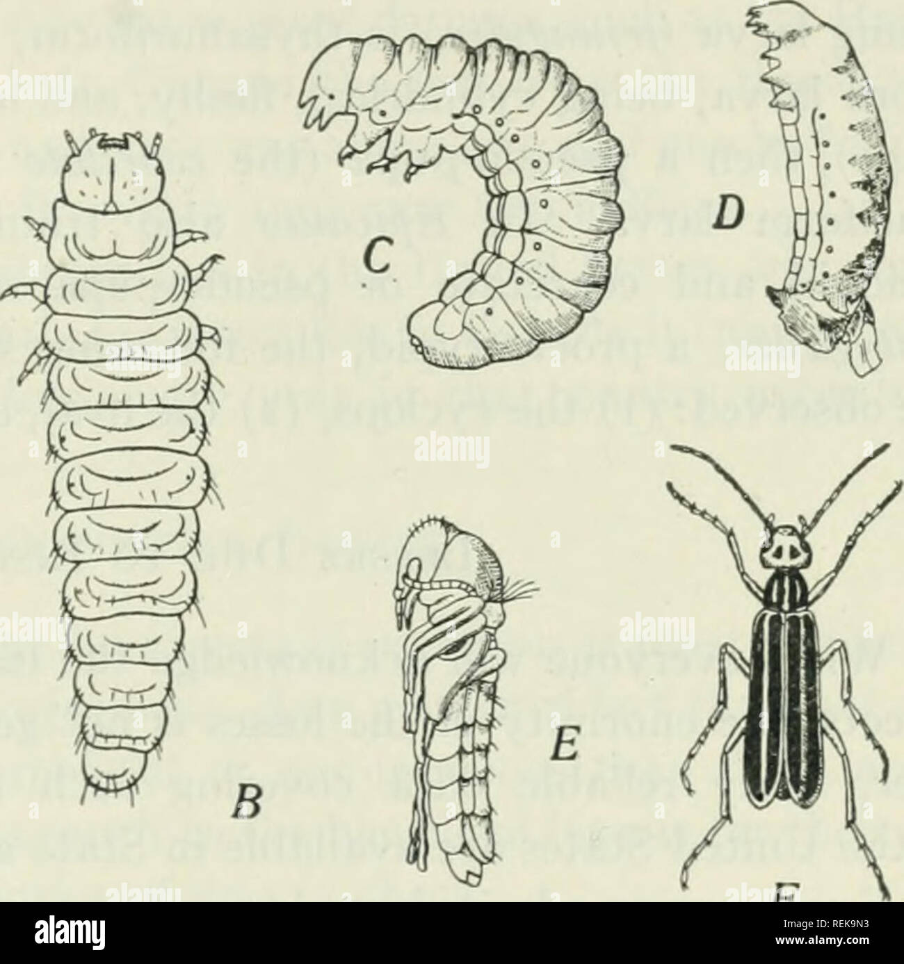 . Class book of economic entomology, with special reference to the economic insects of the northern United States and Canada. Beneficial insects; Insect pests; Insects; Insects. F Pig. 40.—Stages in the hypermetamorphosis of Epicauta. A, Triungulin; B, carabidoid stage of second larva; C, ultimate stage of second larva; D, coarctate larva; E, pupa; F, imago. E is species cinerea; the others are litlata. All enlarged except F. {After Riley, from Trans. St. Louis Acad. Science.) of the larval organs are reconstructed into imaginal or adult tissues. The imaginal organs arise from embryonal tissue Stock Photo
