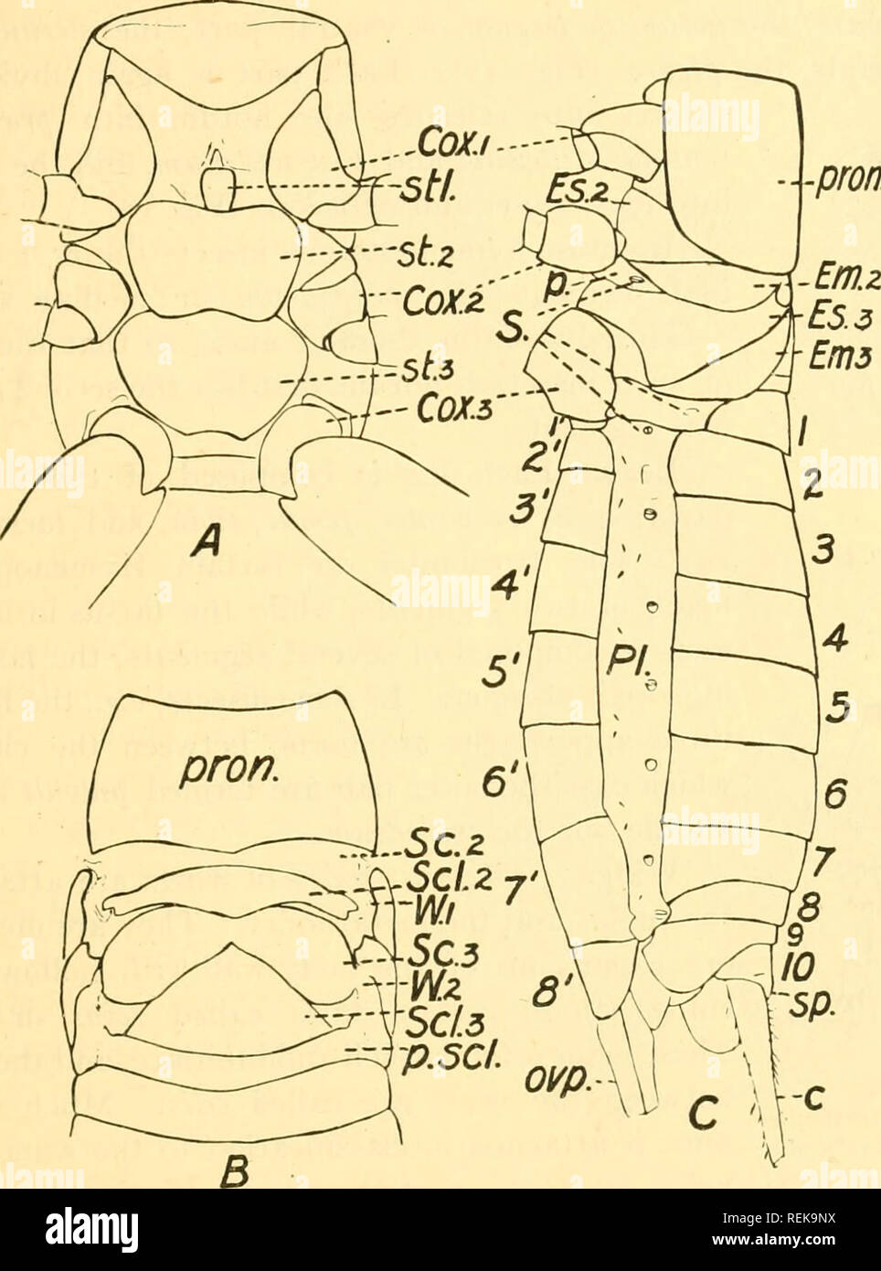 . Class book of economic entomology, with special reference to the economic insects of the northern United States and Canada. Beneficial insects; Insect pests; Insects; Insects. STRUCTURE, GROWTH AND ECONOMICS OF INSECTS 13 Special Organs of Sense.—The halteres of Diptera contain sensory organs, but their function has not yet been definitely ascertained. pron.. Fig. 18.—Gryllus pennsylvanicus. A, Ventral view of thorax; B, dorsal view of thorax, distal portion of pronotum removed; C, lateral view of thorax and abdomen. Cox., C0X.2, Cox-z, First, second and third coxae; Stl., prosternellum; 5/. Stock Photo