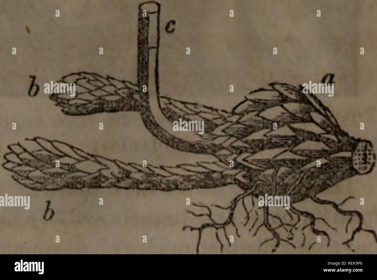 . Classbook of botany being outlines of the structure, physiology and classification of