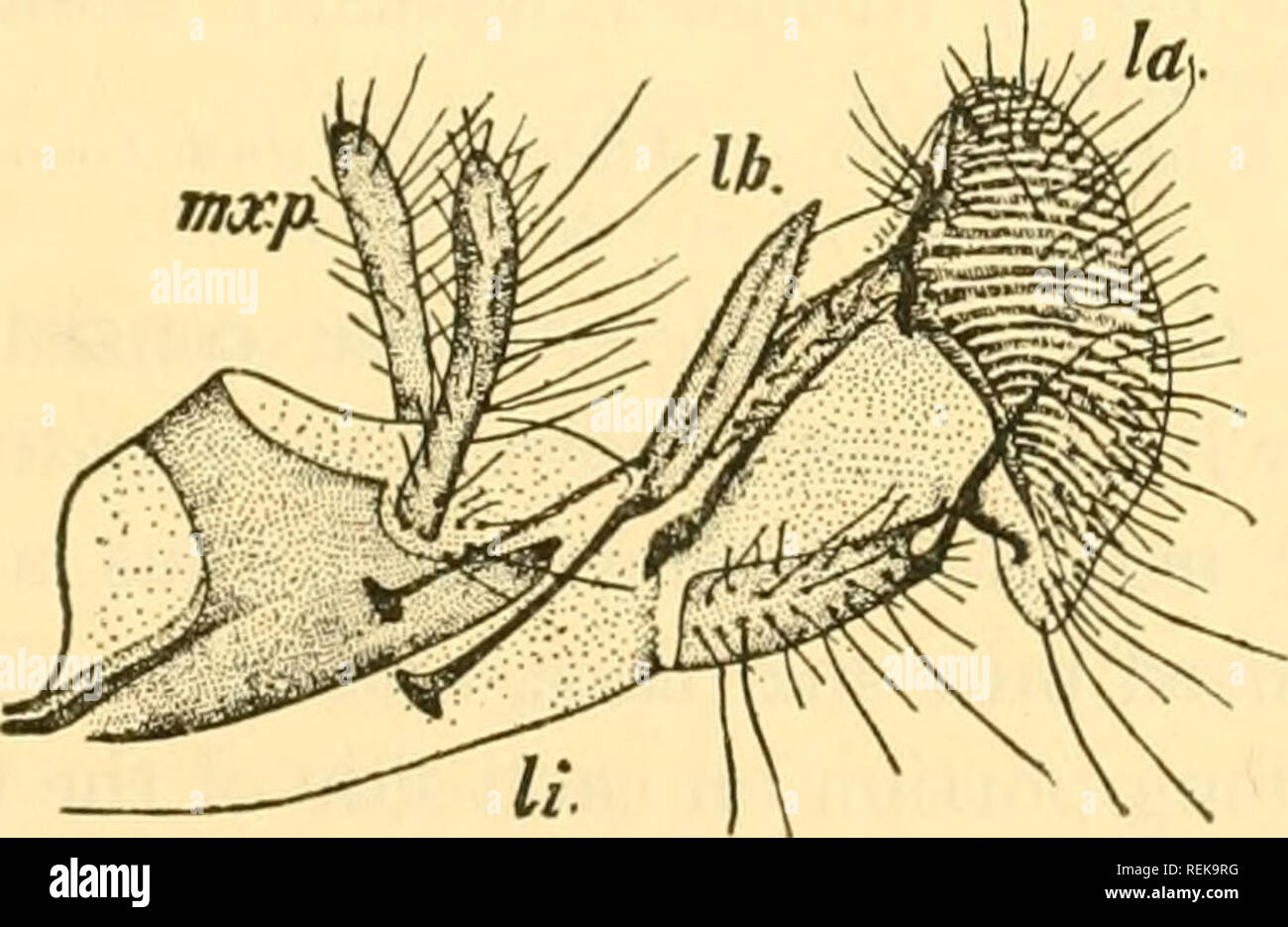 . Class book of economic entomology, with special reference to the economic insects of the northern United States and Canada. Beneficial insects; Insect pests; Insects; Insects. Fig. II.—Mouth-parts of female mosquito (Culex pipiens). A, Dorsal aspect; B, transverse section; C, extremity of maxilla; D, extremity of labrum-epi- pharynx; a., antenna; e., compound eye; h., hypopharynx; I., labrum-epipharynx; li., labium; m., mandible; mx., maxilla; p-, maxillary palpus. {After Folsom and Dimmock.). Fig. 12.—Mouth-parts of the house-fly (Musca domestica). lb., Labrum; tnx.p., maxillary palpi; li., Stock Photo