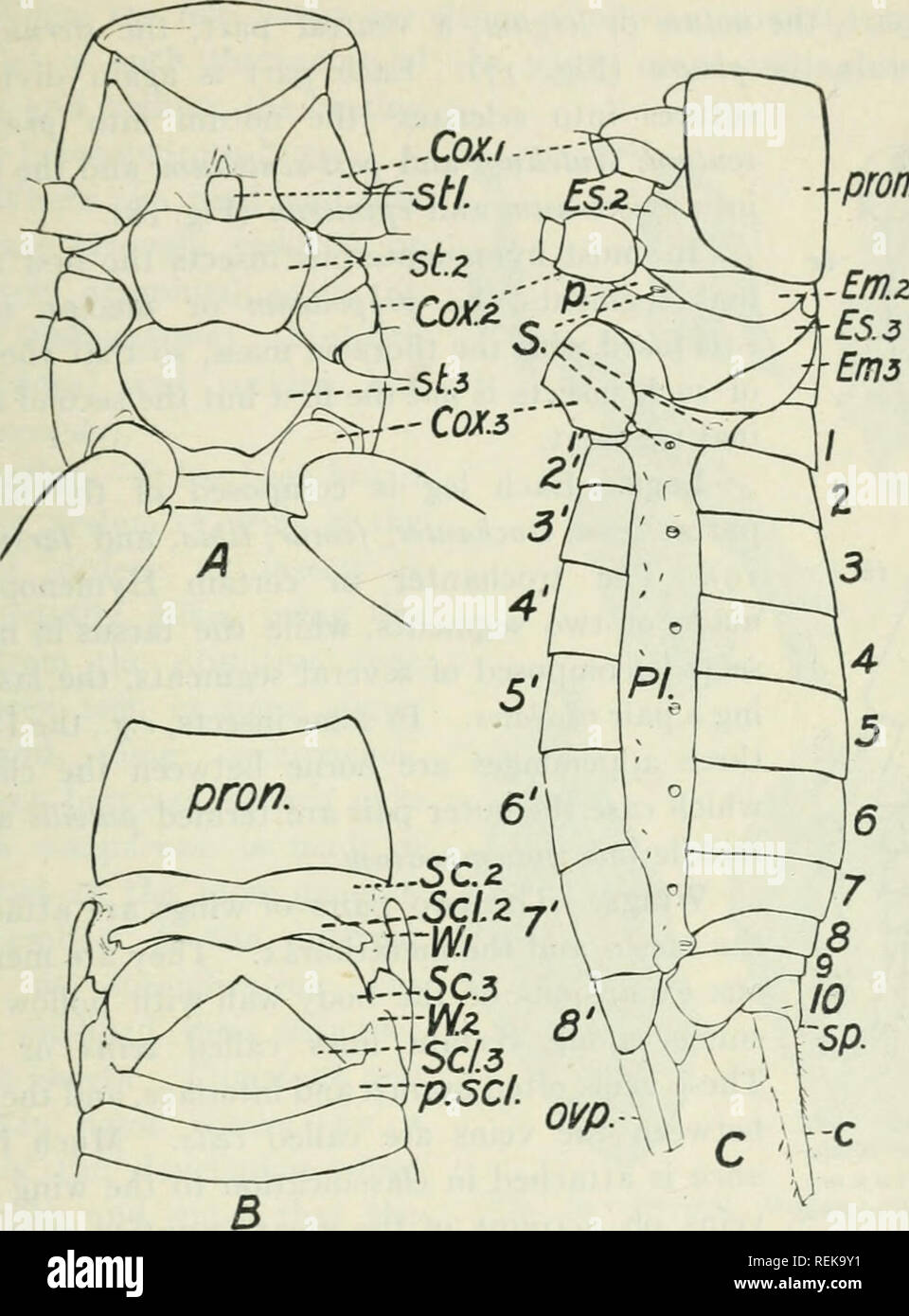 . Class book of economic entomology, with special reference to the economic insects of the northern United States and Canada. Beneficial insects; Insect pests; Insects; Insects. STRUCTURE, GROWTH AND ECONOMICS OF INSECTS 13 Special Organs of Sense.—The halteres of Diptera contain sensory organs, but their function has not yet been definitely ascertained. pron.. Fig. 18.—Gryllus pennsylvanicus. A, Ventral view of thorax; B, dorsal view of thorax, distal portion of pronotum removed; C, lateral view of thorax and abdomen. Cox., Cox.2, C0X.3, First, second and third coxae; Stl., prosternellum; St. Stock Photo