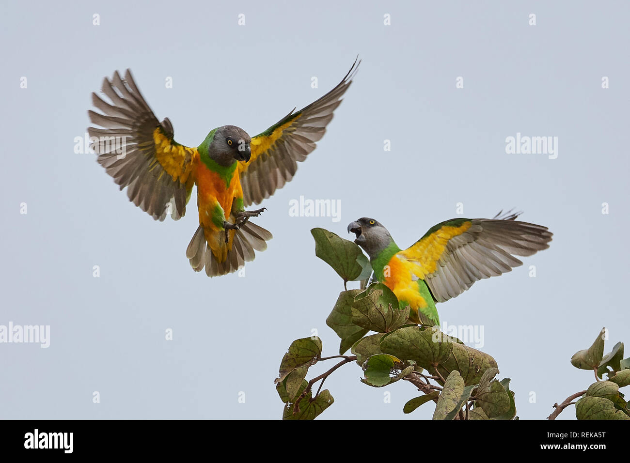 Senegal parrots in its natural habitat in Gambia Stock Photo Alamy