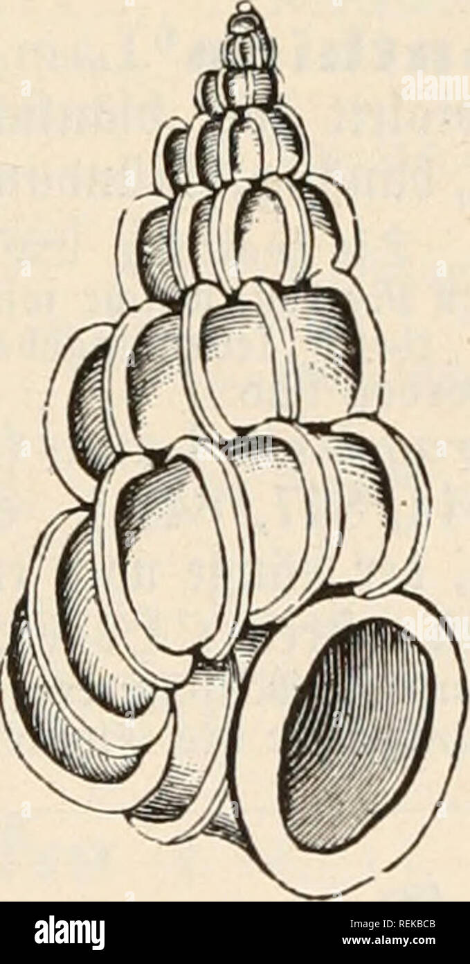 . Dr. Johannes Leunis Synopsis der thierkunde. Ein handbuch für höhere lehranstalten und für alle, welche sich wissenschaftlich mit der naturgeschichte der thiere beschäftigen wollen. Zoology. IL Prosobranchiata. Sßorbcvüemer. 961 D. Pteiios,'loi§sa'^. ^ebev^ün^Ut (%. 103,1).). afabuia §. 739. furj unb bveit; iebeS ©lieb mit jaf)treic^eti, fleincn, ijafenförmigcn ©citenjälincn, aber of)nc SJüttcIjafin (gtg. 844.); feine 2ltl)emrö^re; 9Jfünbung ber fpiralgetütm» bcnen @^ale oljiie 3Iuöfd)mtt ober Äanal. juie leben im 9[ikere. mg. 844. (Sin ©lieb ber SHobura bon Janthina fra- gilis, i>ctgvö§e Stock Photo