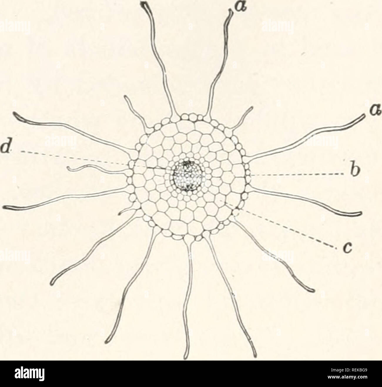 Taproot Cell . A civic biology : presented in problems. Biology; Sanitation. 74 SOIL ...