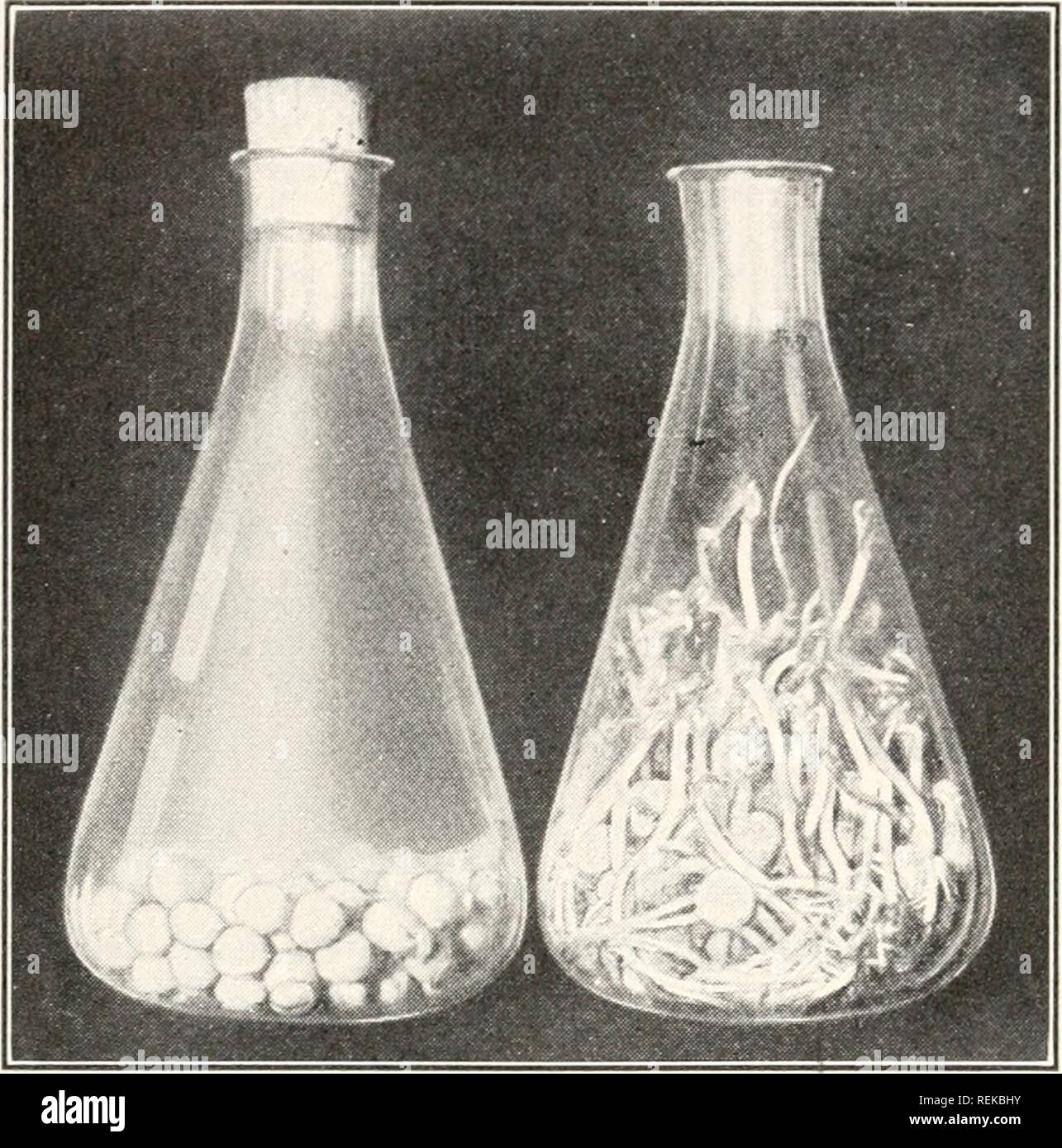 . A civic biology : presented in problems. Biology; Sanitation. 66 PLANT GROWTH AND NUTRITION. at once. The surer test of limewater shows the presence of car- bon dioxide in the jar. The carbon of the foodstuffs of the pea united with the oxygen of the air, forming car- bon dioxide. Growth stopped as soon as the oxygen was exhausted. The presence of carbon dioxide in the jar is an indication that a very important process which we associate with animals rather than plants, that of respiration, is taking place. The seed, in order to release the energy locked up in its food supply, must have oxy- Stock Photo