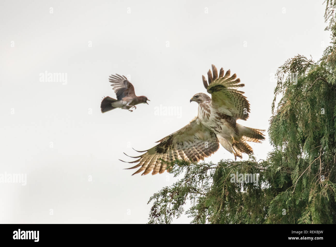 Netherlands, 's-Graveland, Rural estate Spanderswoud. Eurasian jay ( Garrulus glandarius ) attacks Common Buzzard (Buteo buteo) to protect his nest in Stock Photo