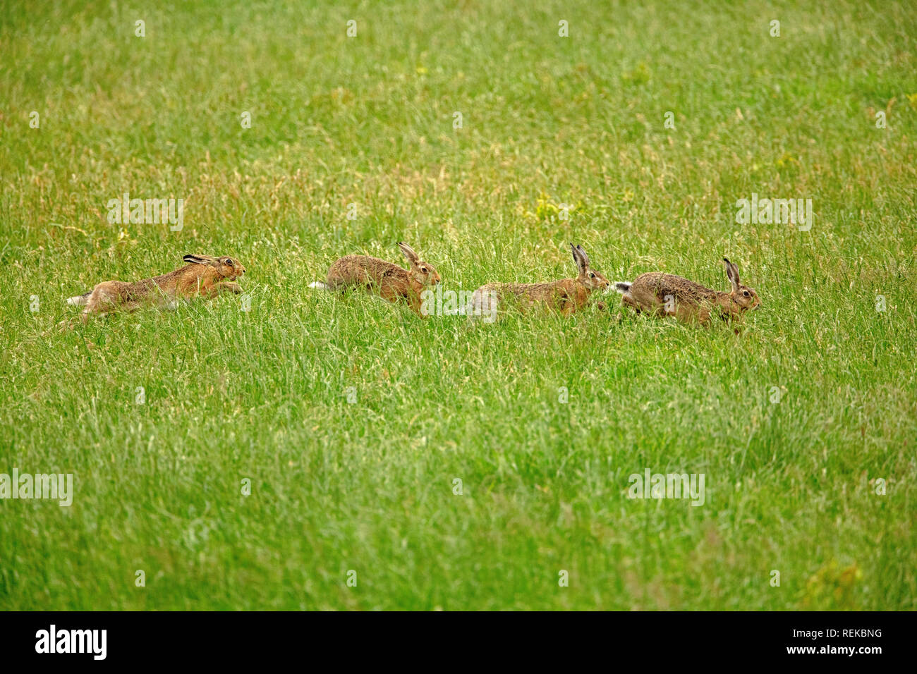 The Netherlands, 's-Graveland, Rural estate Hilverbeek. European brown hare (Lepus europaeus). Male hares chasing each other for the favours of the fe Stock Photo