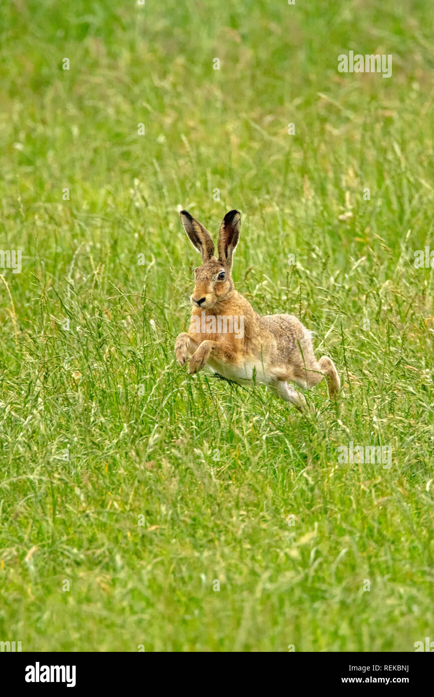 The Netherlands, 's-Graveland, Rural estate Hilverbeek. European brown hare (Lepus europaeus). Male hare jumping. Stock Photo