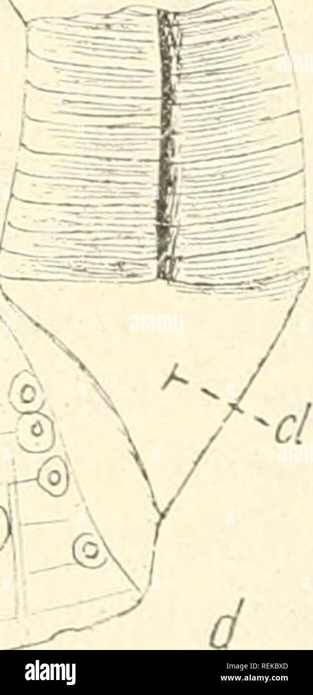 . Cirripeden-Studien; zur Kenntnis der Biologie, Anatomie und Systematik dieser Gruppe ... Cirripedia. Textlig. 74. Acasta aculeata n. sp. a Rechtes Scutum, Innenseite, b rechtes Tergum, Innenseite, Vergr. 15 mal. c Parietes, AuRenseite, d Parieles, Innenseite, Vergr. 10 mal, cl C.arinolaterale. kiel wie aucb Arti- eularrinne weniger entwickelt, hauptsäcbUcbst im oberen Teil. Adductor- kiel fehlt. Tergum mit deutlicben Zuwachslinien. Relativ kurzer Sporn, der in der Breite etwas geringer als die Hälfte der Basis ist. Längsrinne fehlt. Articularkiel und Articularrinne schwach ausgebildet. Innen Stock Photo