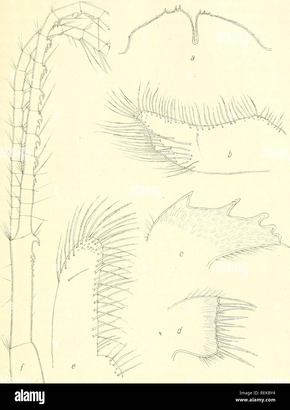 . Cirripeden-Studien; zur Kenntnis der Biologie, Anatomie und Systematik dieser Gruppe ... Cirripedia. CIR RIPF.DEN - STUniEN. 343. Textfig-. 73. Äcasta aculeata n. sp. a Labrum, Vergr. 62 mal. h Palpus, Vergr. 65 mal. c Mandihel, Vergr. 39mal. d I. Maxilli-, Vergr. 81mal. e II. Maxille, Vergr. 110 mal. / 4. CMrrus, Vergr. 47 mal. zu sein, als bei der vorliegenden. Parietes aiiBen mit quergehenden, kleine Höcker tragenden Rippen versehen. Radien ebenfalls mit deutlicher Quer- streifung. Carinolateralia relativ woblentwickelt, Breite ungefähr wie bei Ä. spongites, jedoch ziemlicb km'z, da sie n Stock Photo