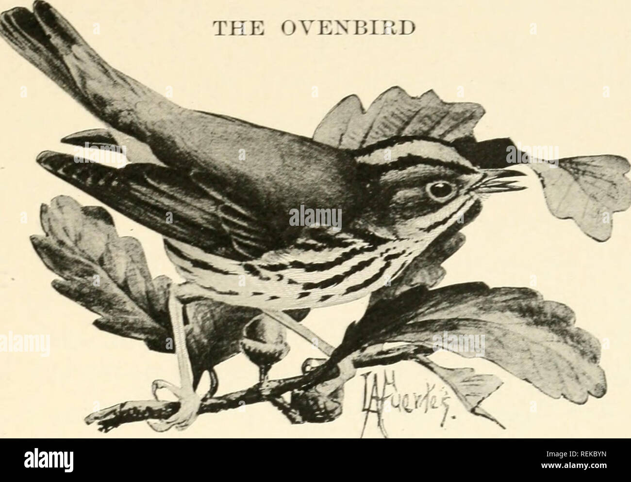 Citizen Bird Scenes From Bird Life In Plain English For - 