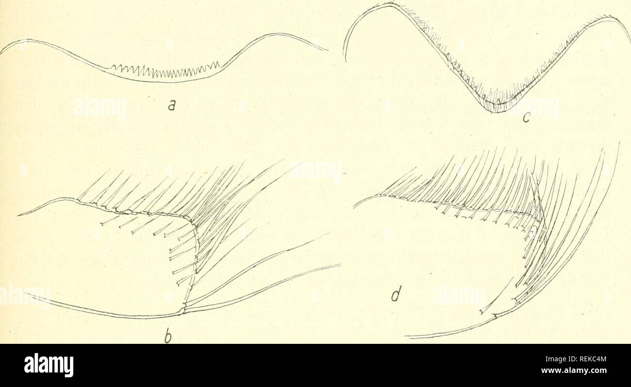 . CirripedenStudien; zur Kenntnis der Biologie, Anatomie und