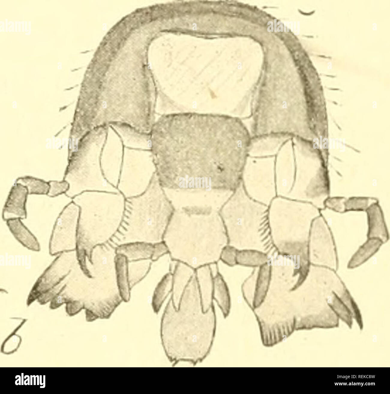 . Circular. Insect pests; Insect pests. FiG. 2. -Tcrmi'K JIavipes: a, head of winged female viewed from above; '», saiiK; I'rom below, witli moutli-parts opened out—greatly enlarged (original). men becoming many hundred times its original size. She would practically lose the power of locomotion and become a mere egg- laying machine of enormous capacity. Allied species whose habits have been studied in this particular indicate an egg-laying rate of no per minute, or something like 80,000 per day. In the absence of a (pieen, however, white ants are able to develop from a very young larva or a ny Stock Photo