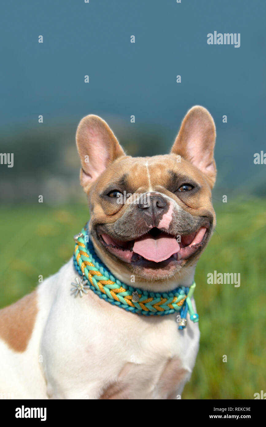Honey pied cheap french bulldog