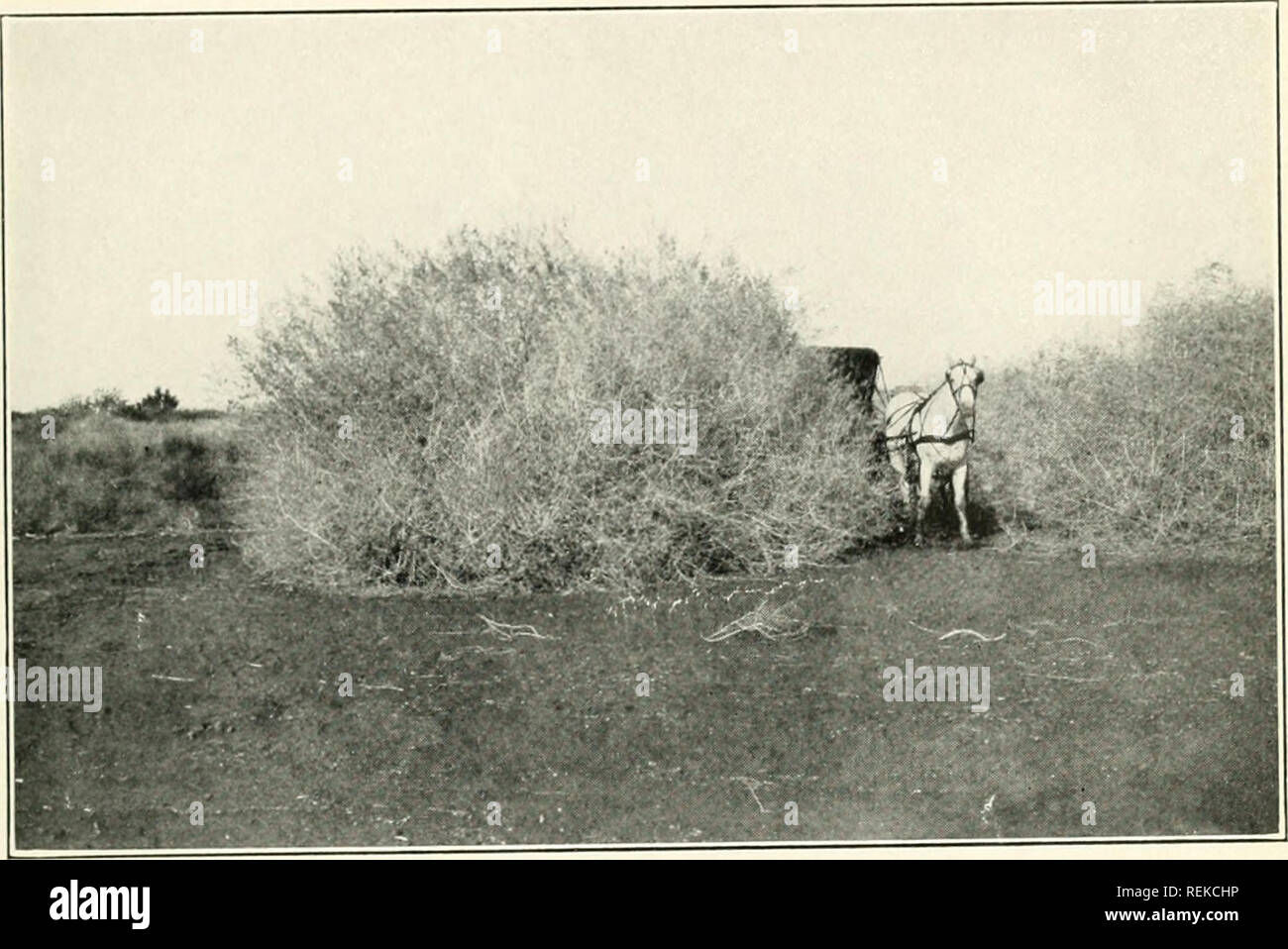 . Circular. Agriculture; Agriculture -- United States. Cir, 69, Bureau of Plant Industry U. S, Dopt, of Agriculture. Plate I.. Fig. I.-Atriplex lentiformis, a Native Species of Saltbush Well Adapted TO Hedge and Other Ornamental Uses.. Please note that these images are extracted from scanned page images that may have been digitally enhanced for readability - coloration and appearance of these illustrations may not perfectly resemble the original work.. United States. Bureau of Plant Industry. Washington, D. C. : U. S. Dept. of Agriculture, Bureau of Plant Industry Stock Photo