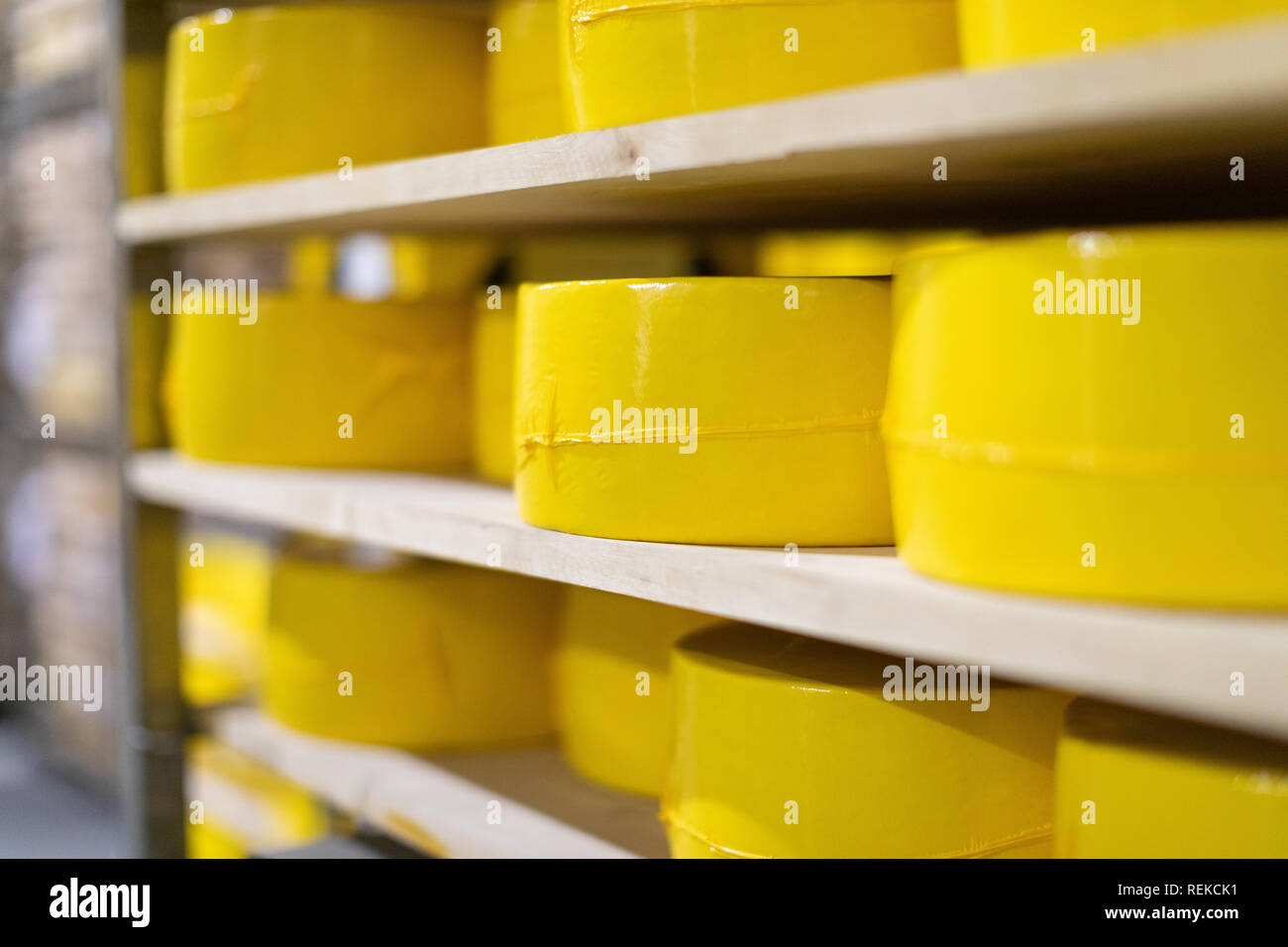 Cheesemaking production storage Stock Photo Alamy