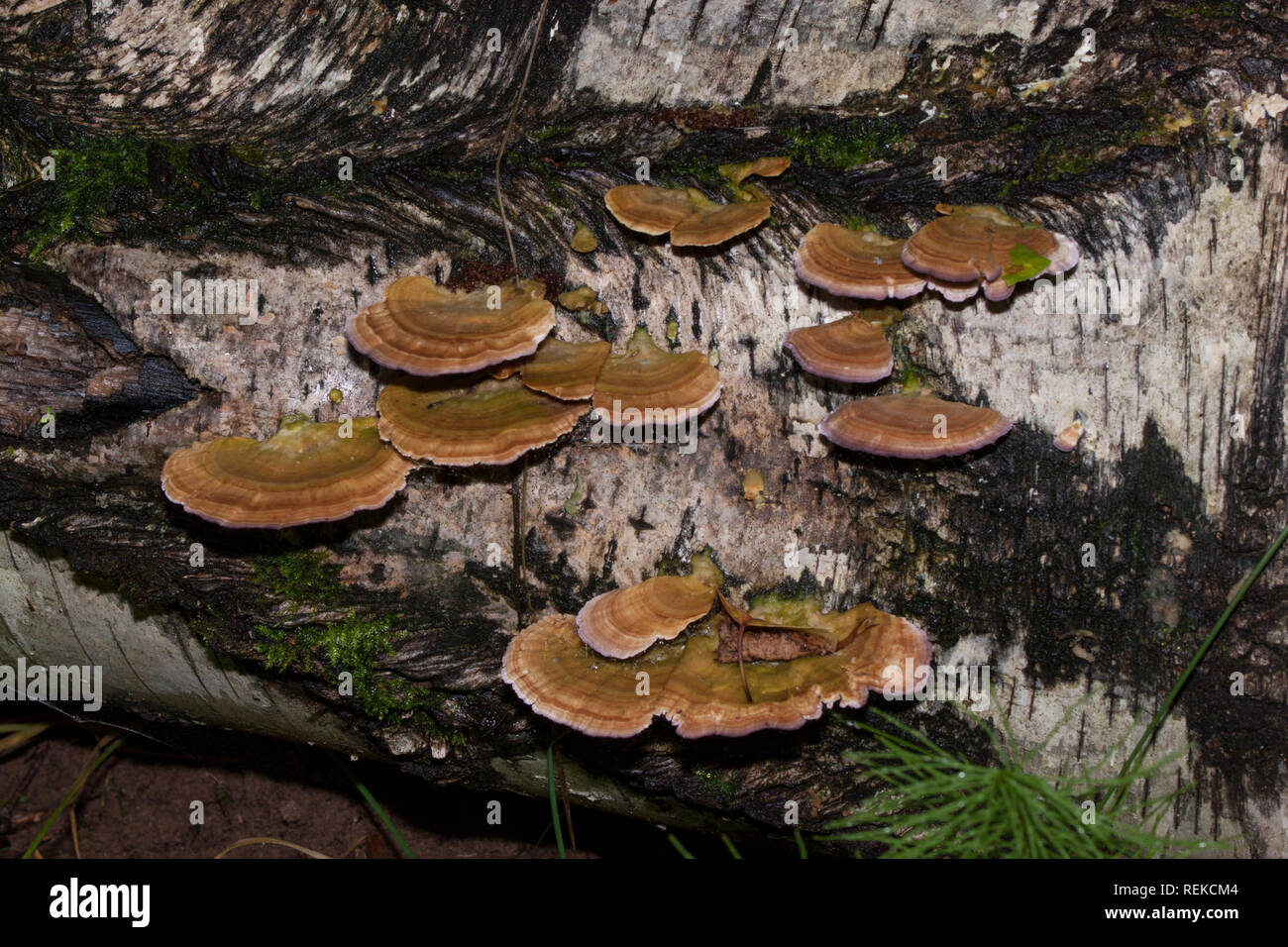 A group of fungus are growing on a tree trunk. Parasitic plant. Live nature. Stock Photo
