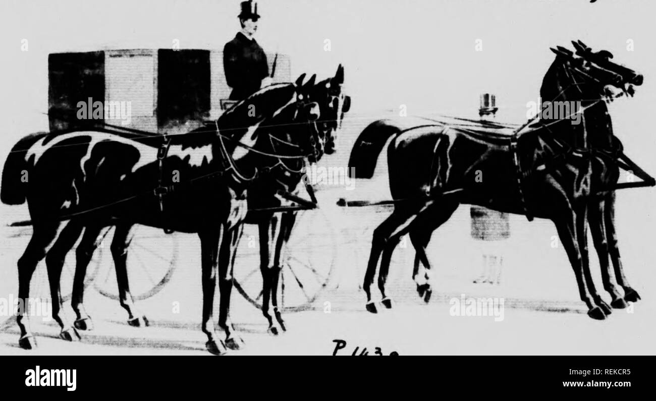 Bearing rein hires stock photography and images Alamy